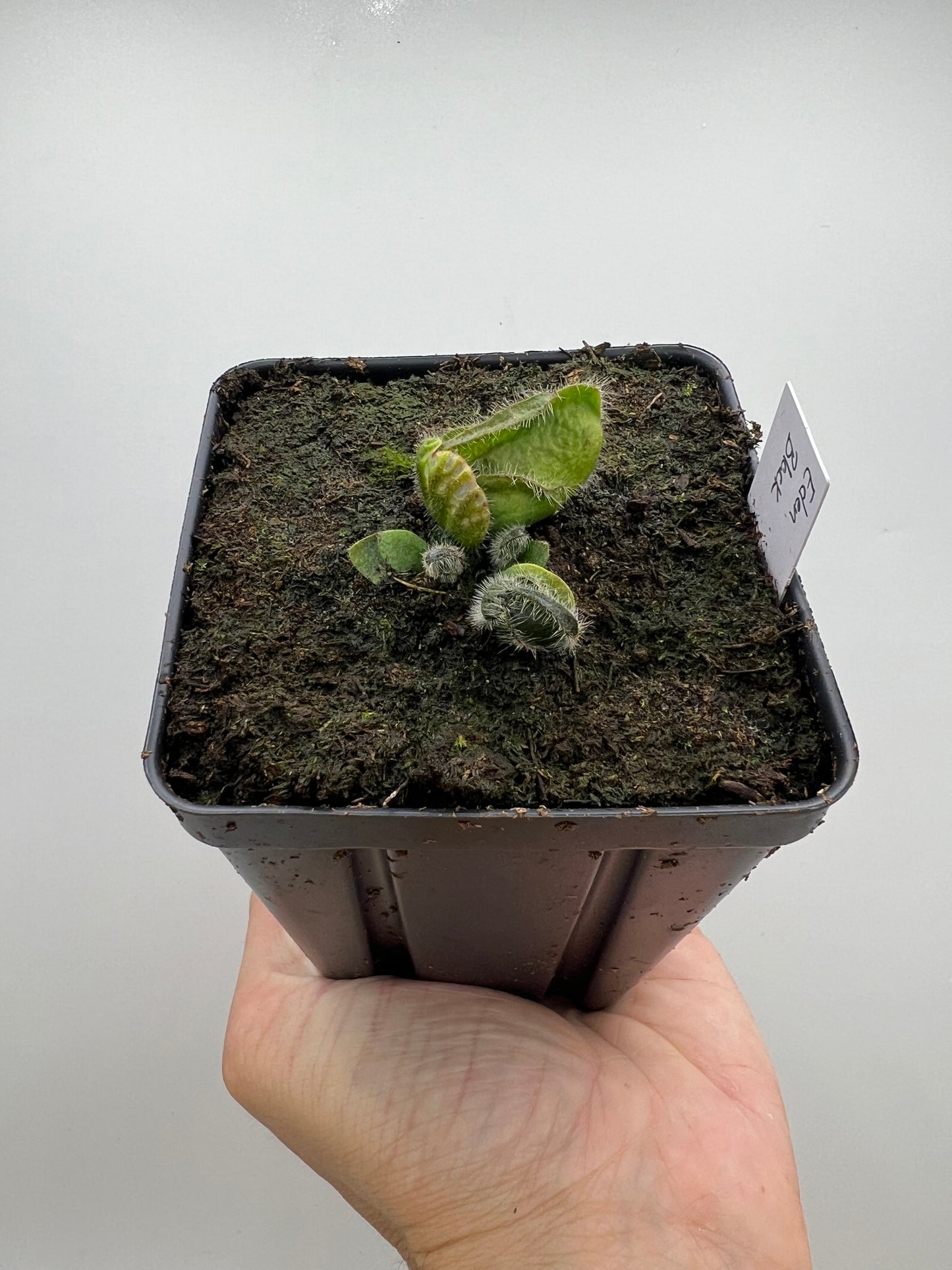 Cephalotus follicularis ‘Eden Black’ - *Rare*