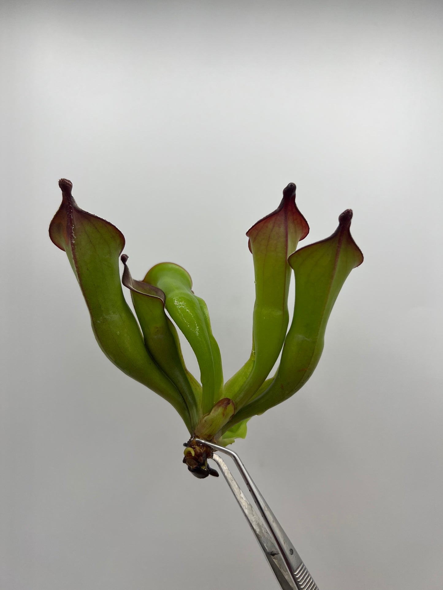 Heliamphora “Black Cherry” (AW)