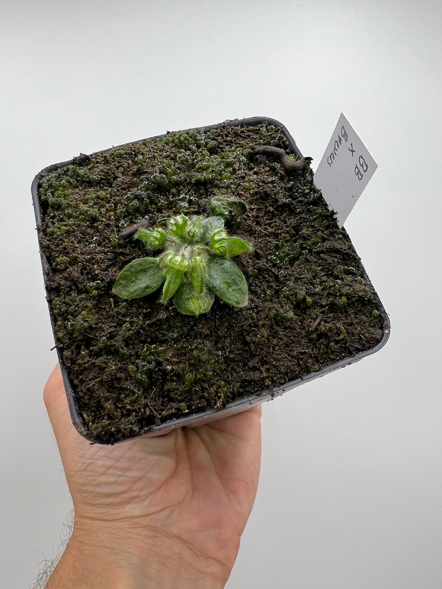 Cephalotus follicularis “Brewers Beauty” x “Brewers”