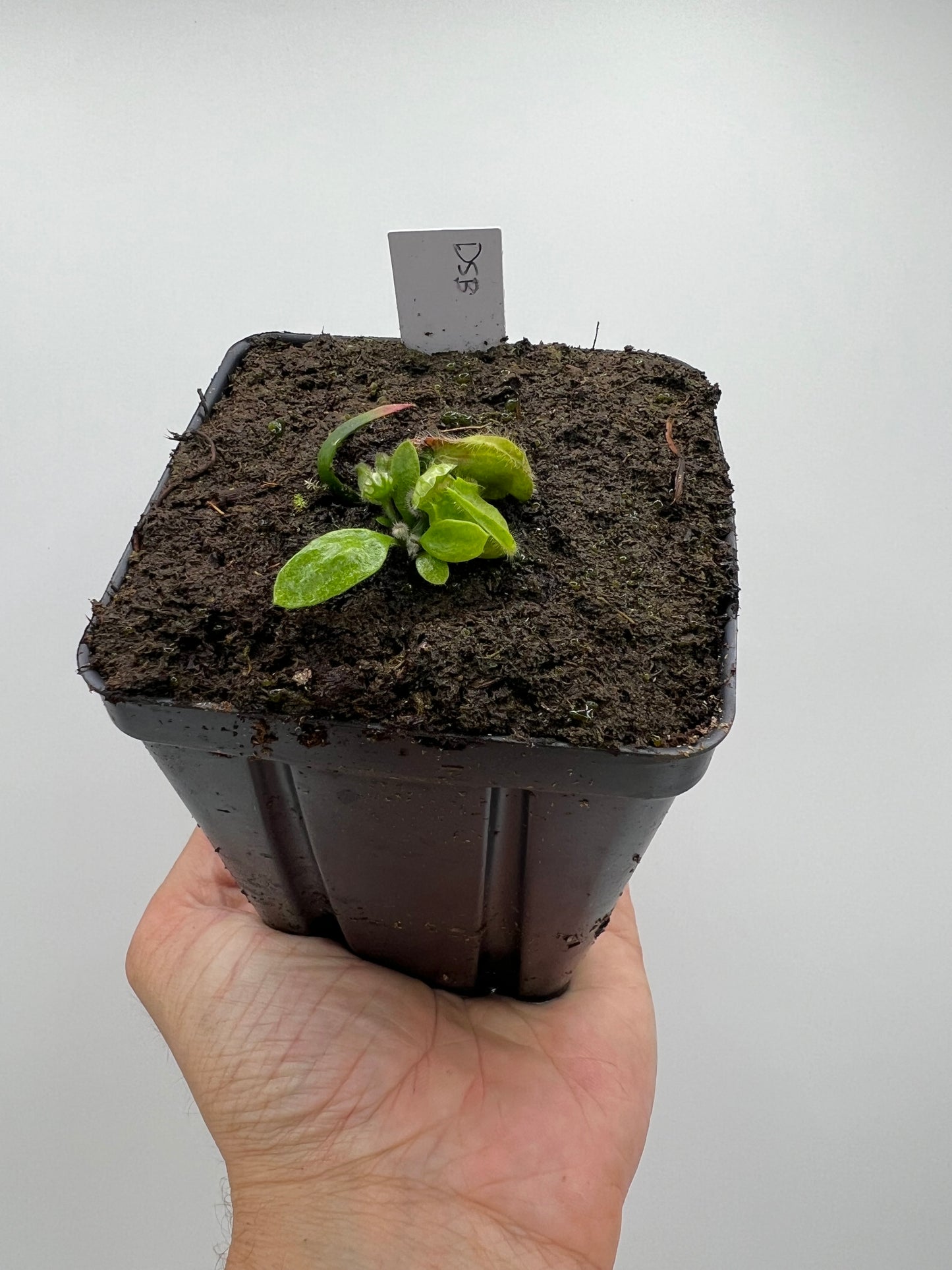 Cephalotus follicularis “David Švarc Black”