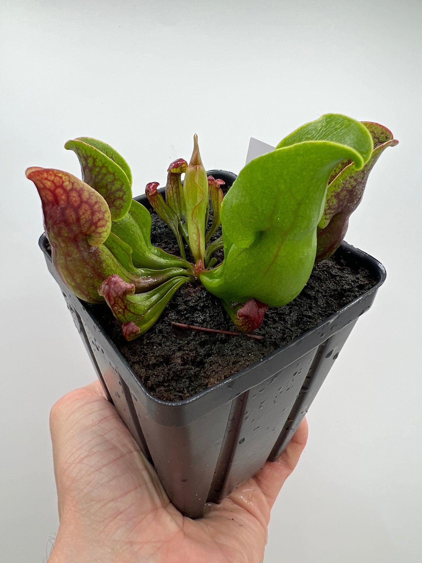 Sarracenia purpurea ssp. purpurea (Centre Co, PA) x (Ocean Co, NJ) - Seed Grown #16