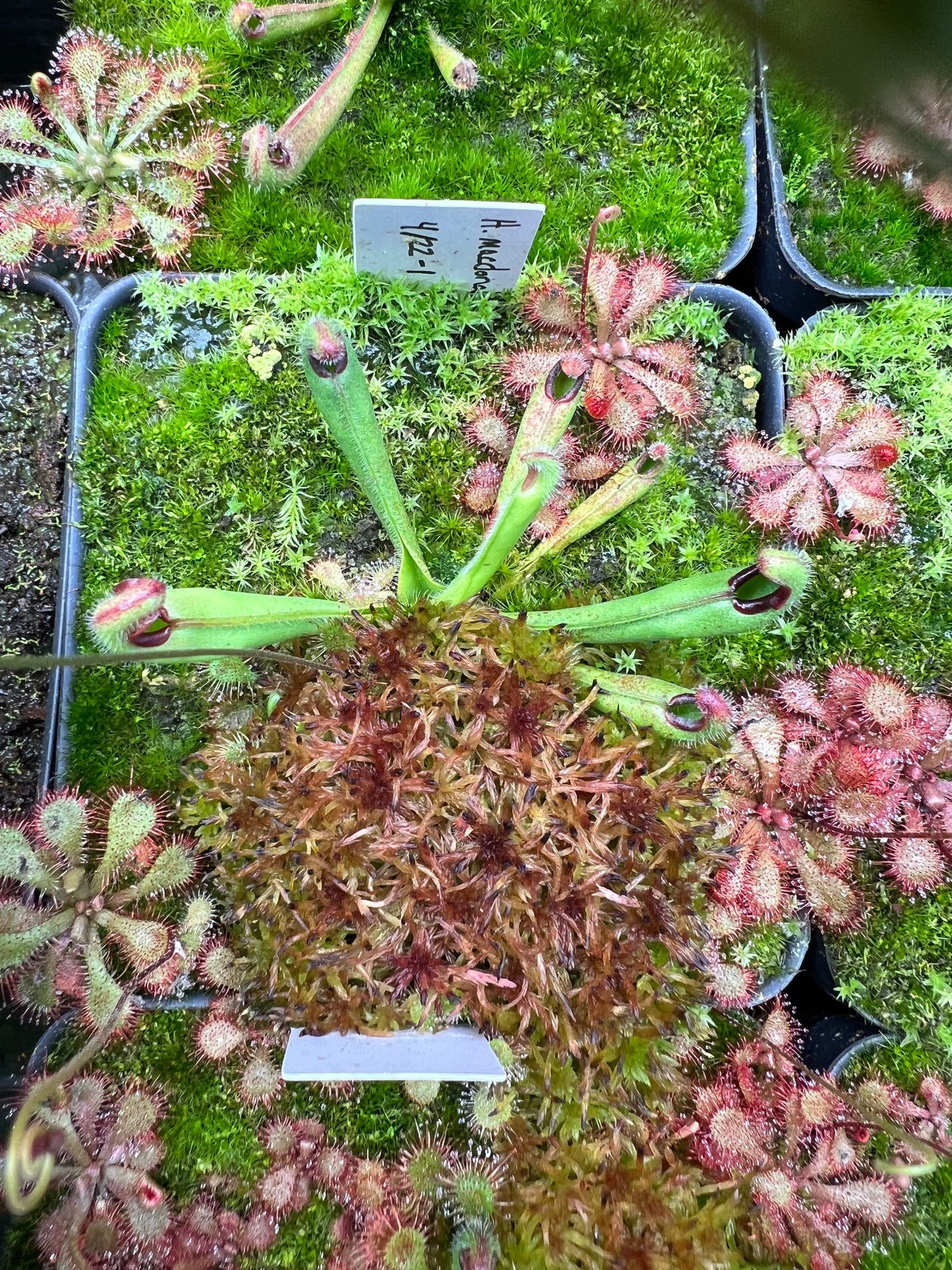 Heliamphora macdonaldae - Seed Grown #1