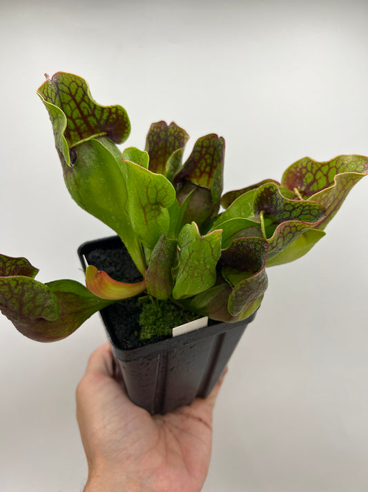 Sarracenia purpurea ssp. purpurea (Centre Co, PA) - Seed Grown #117
