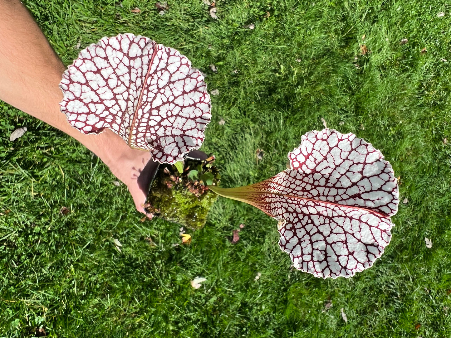 Sarracenia leucophylla (Leah Wilkerson’s Bog, Walton Co, FL) - Seed Grown