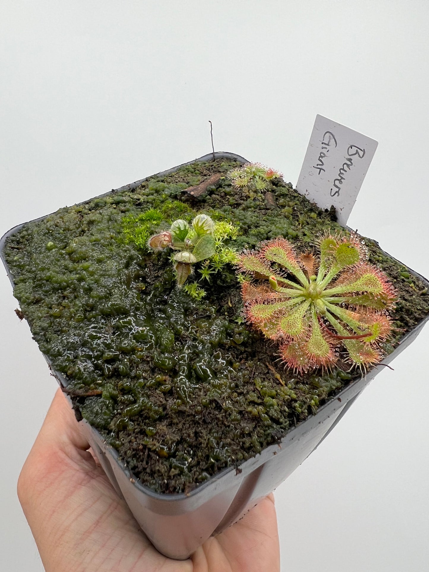 Cephalotus follicularis “Brewers Giant”