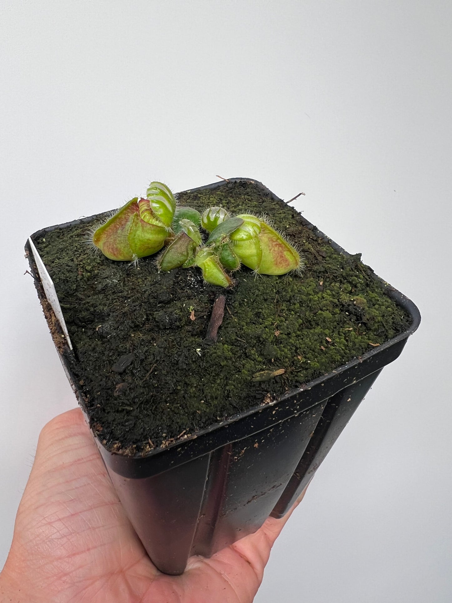 Cephalotus follicularis “Broke Inlet”