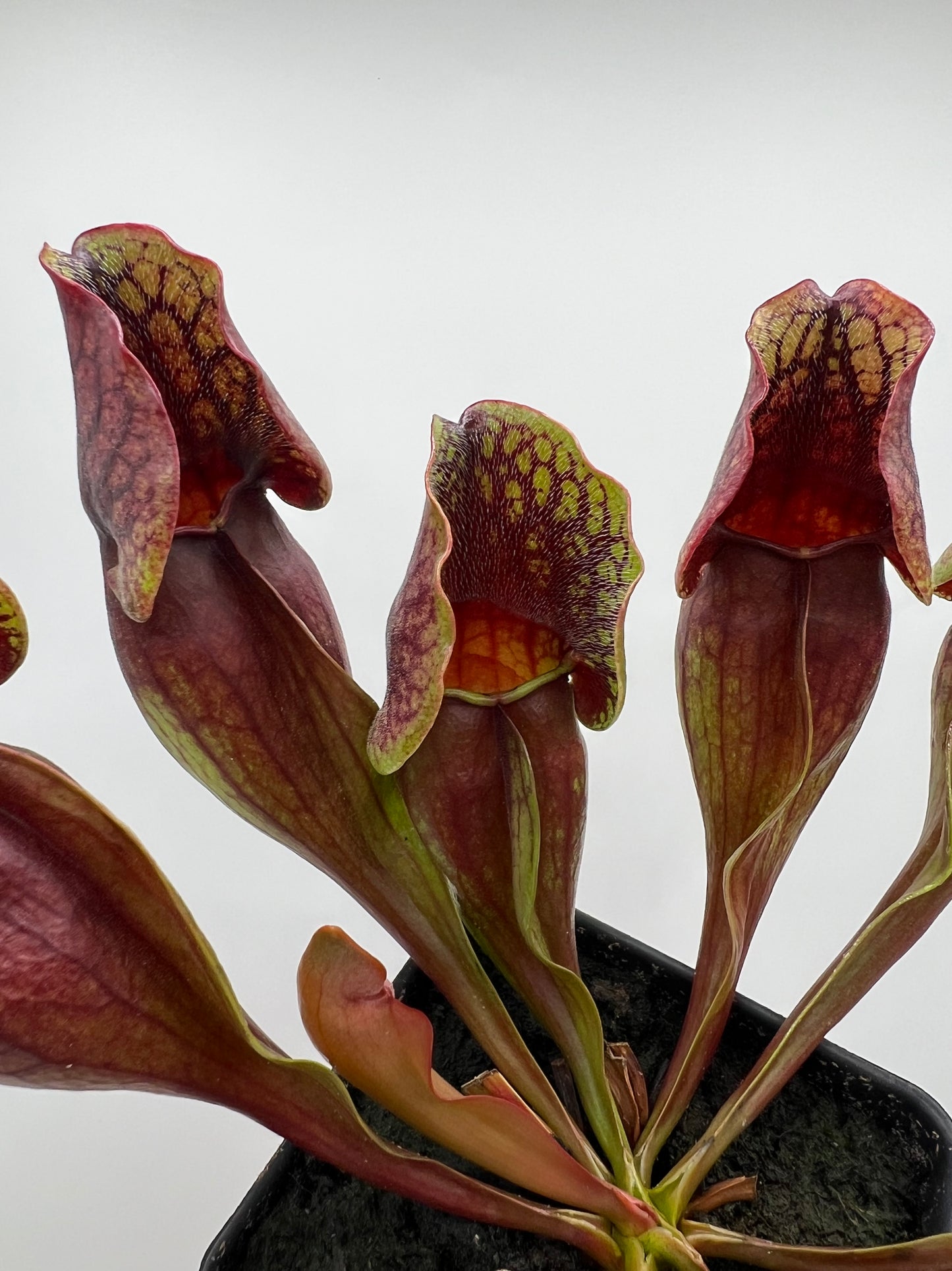 Sarracenia purpurea ssp. purpurea (Centre Co, PA) - Seed Grown #97