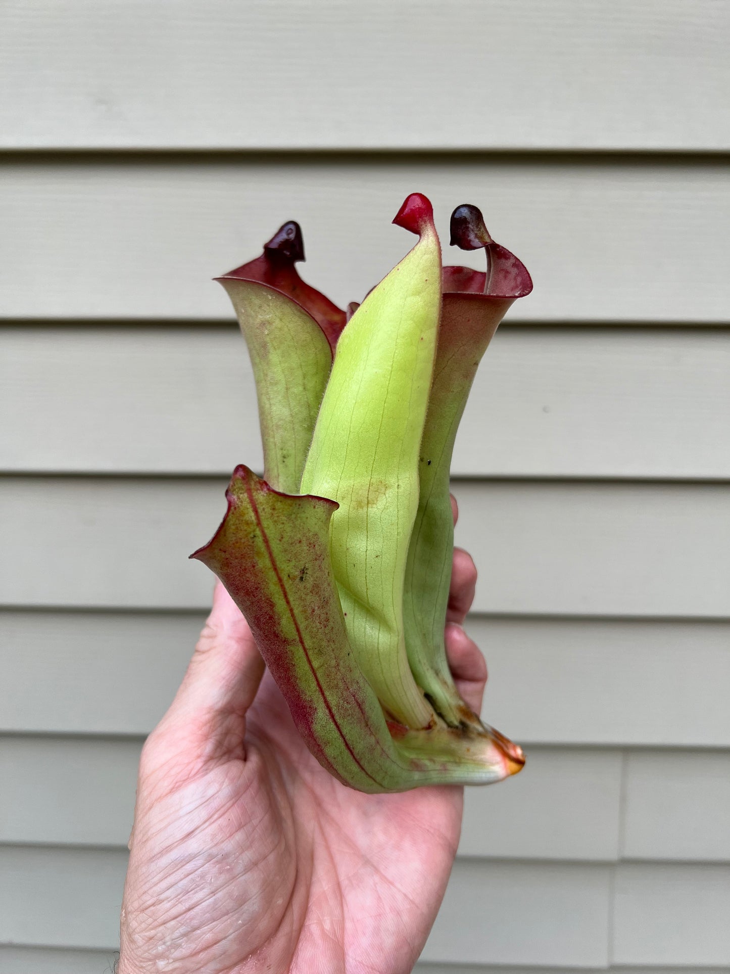 Heliamphora tatei x folliculata (California Carnivores clone) - Fresh Division (D)