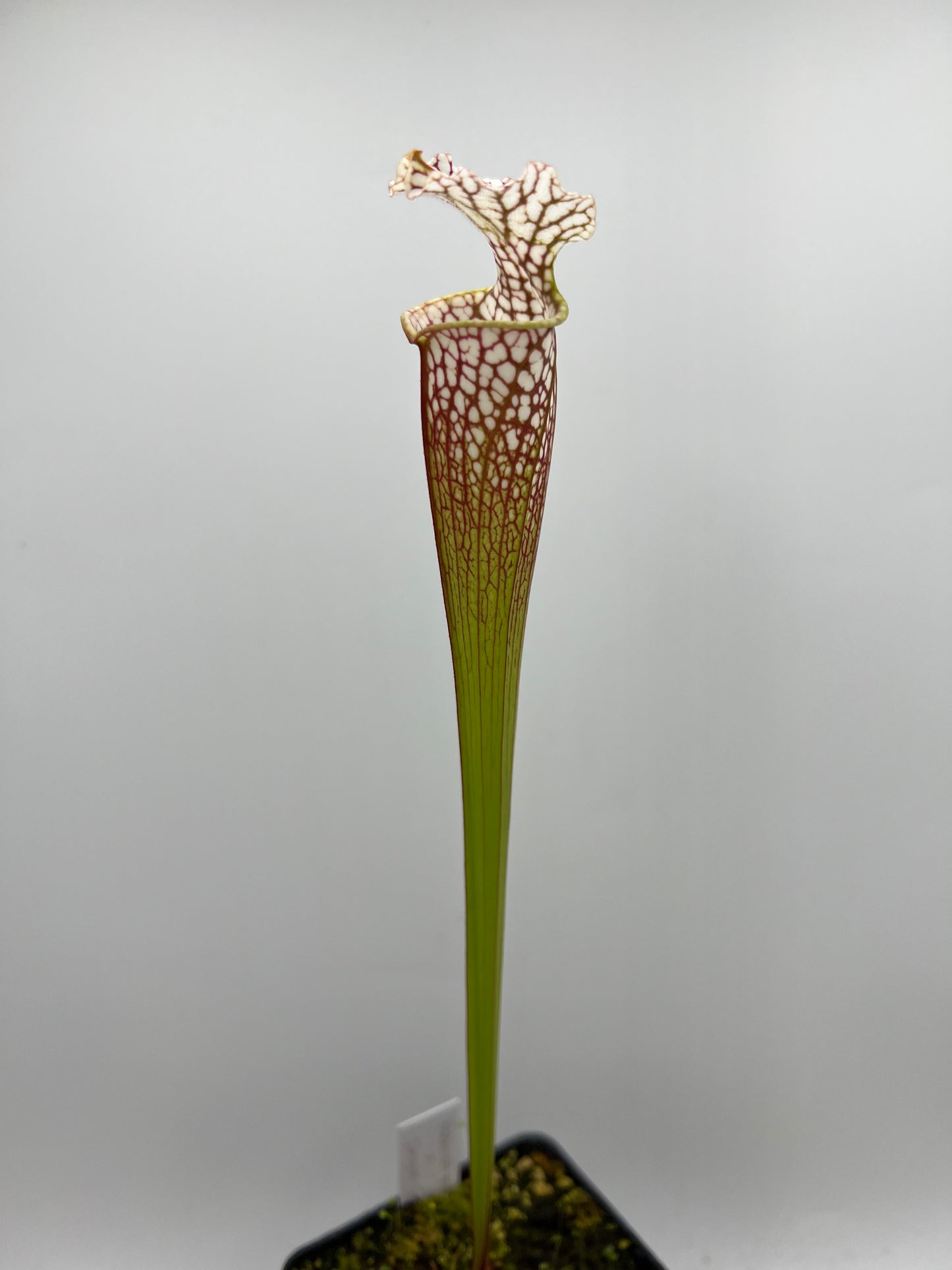 Sarracenia “Hawaiian Ice” x ‘Dragon Queen’ - Seed Grown #7