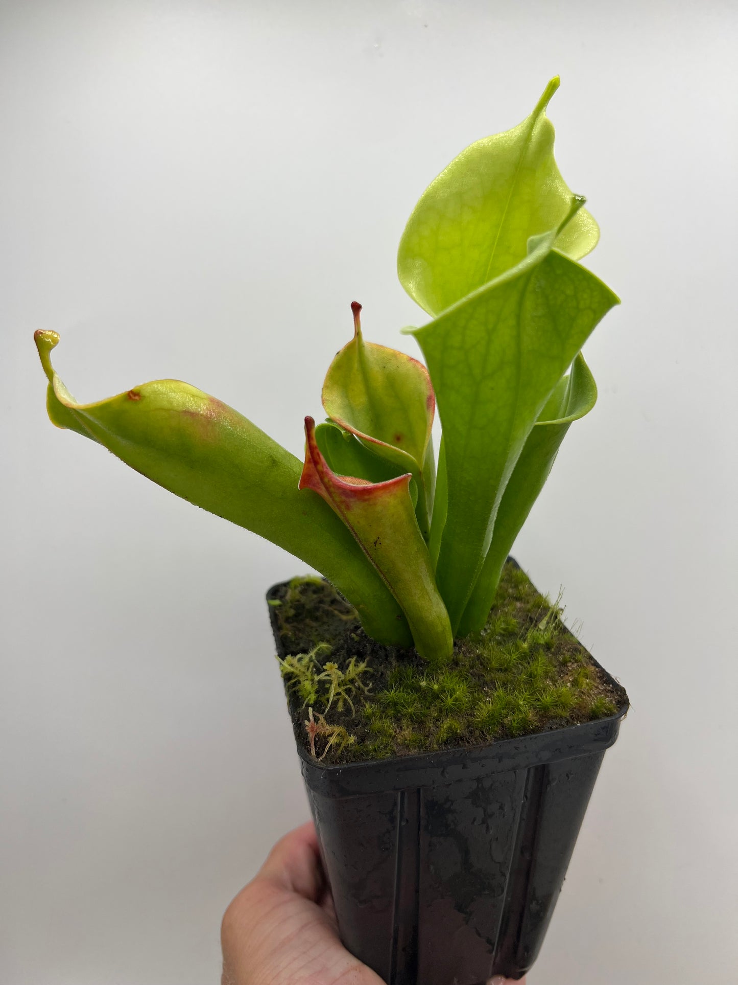 Heliamphora tatei (Cerro Duida)