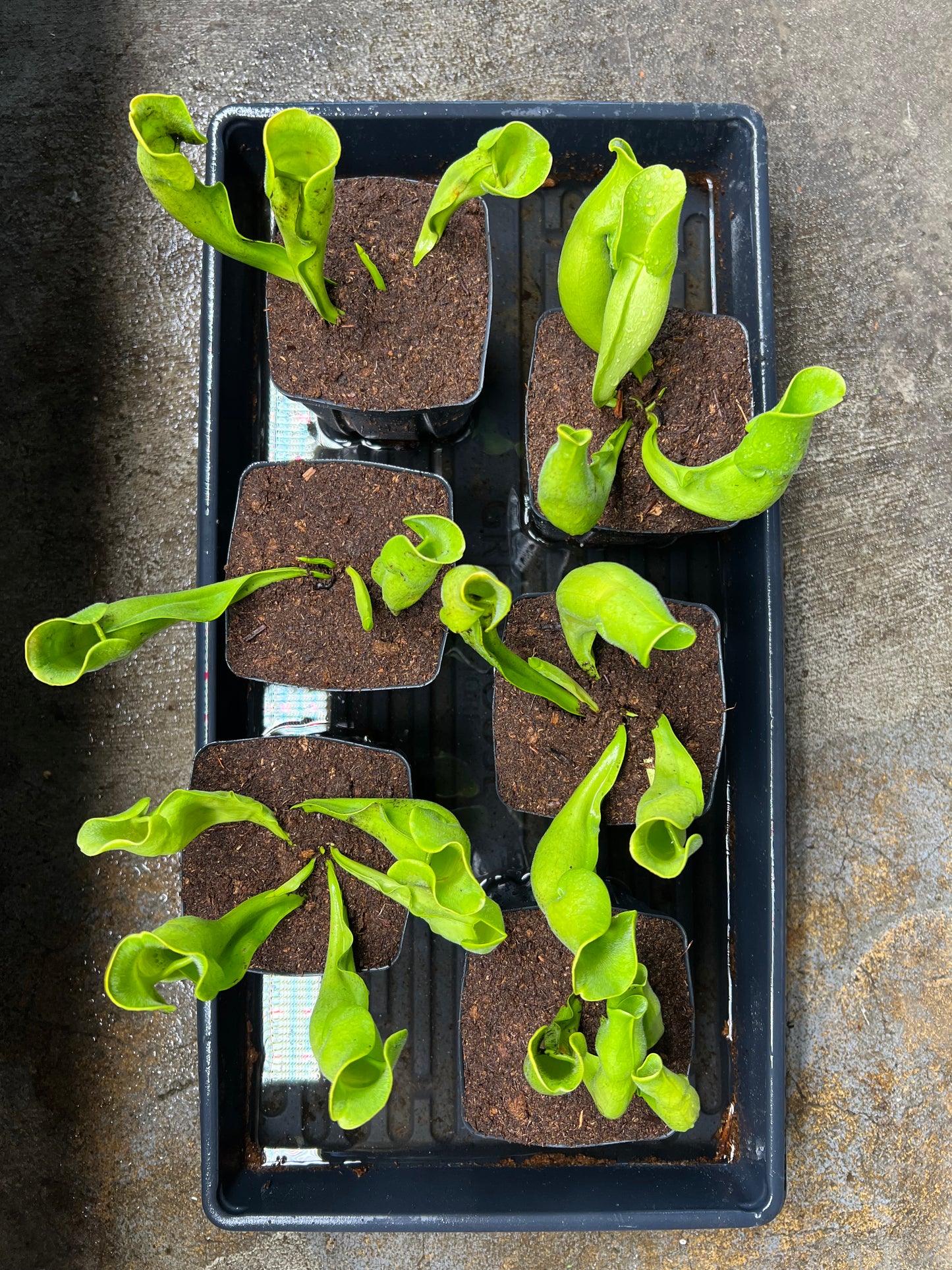 Sarracenia purpurea ssp. purpurea f. heterophylla - Fresh Potted Divisions