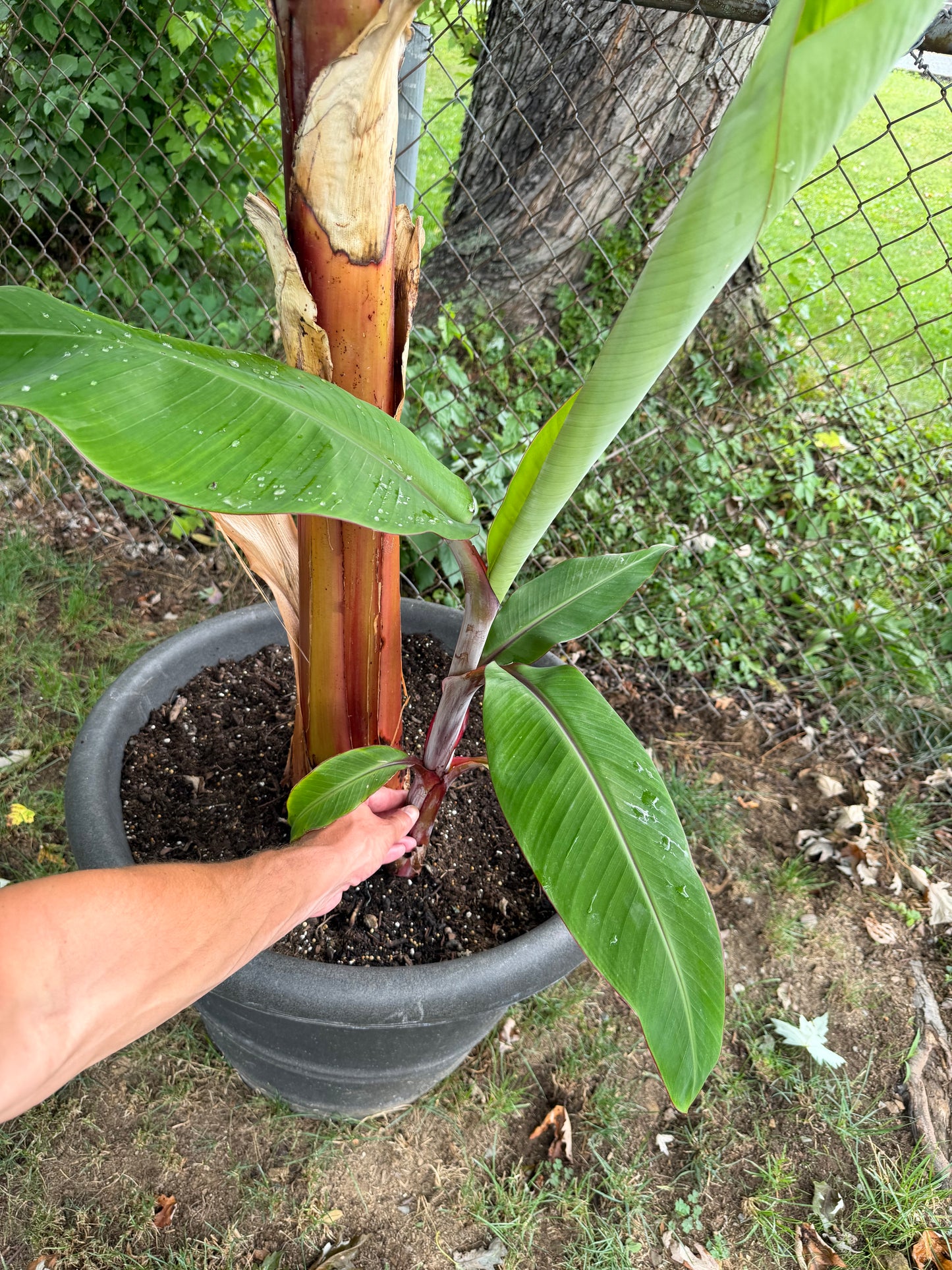 Musa “Red Dacca” - Rare Banana (not from TC)