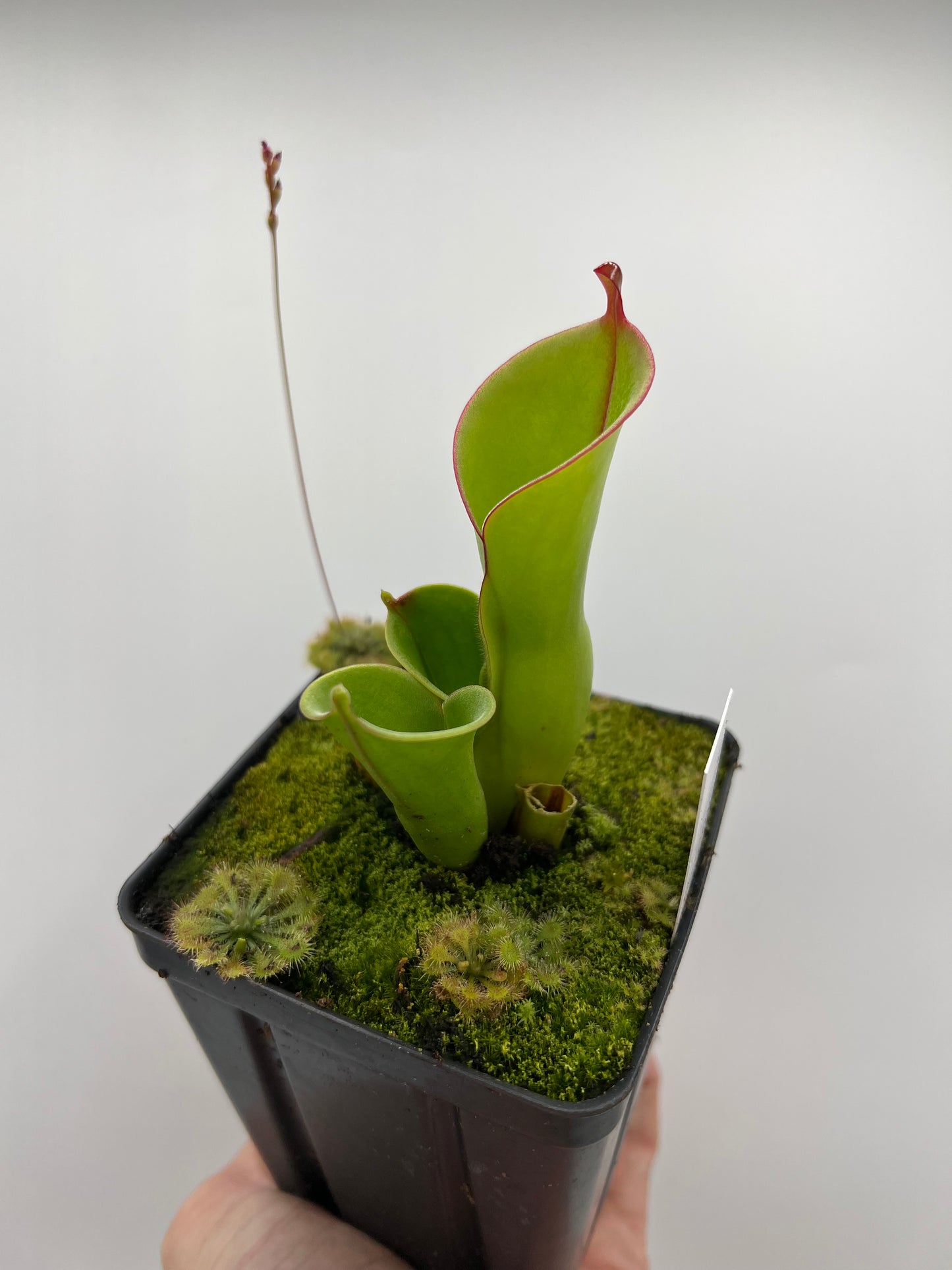 Heliamphora heterodoxa x minor