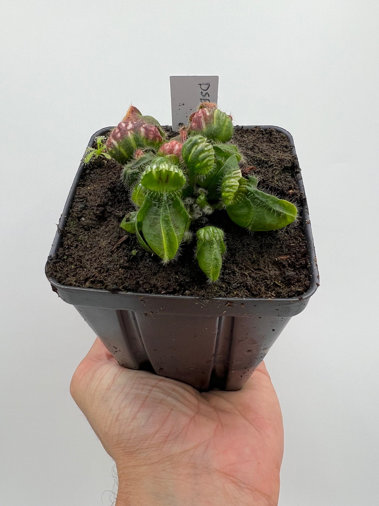 Cephalotus follicularis “David Švarc Black”