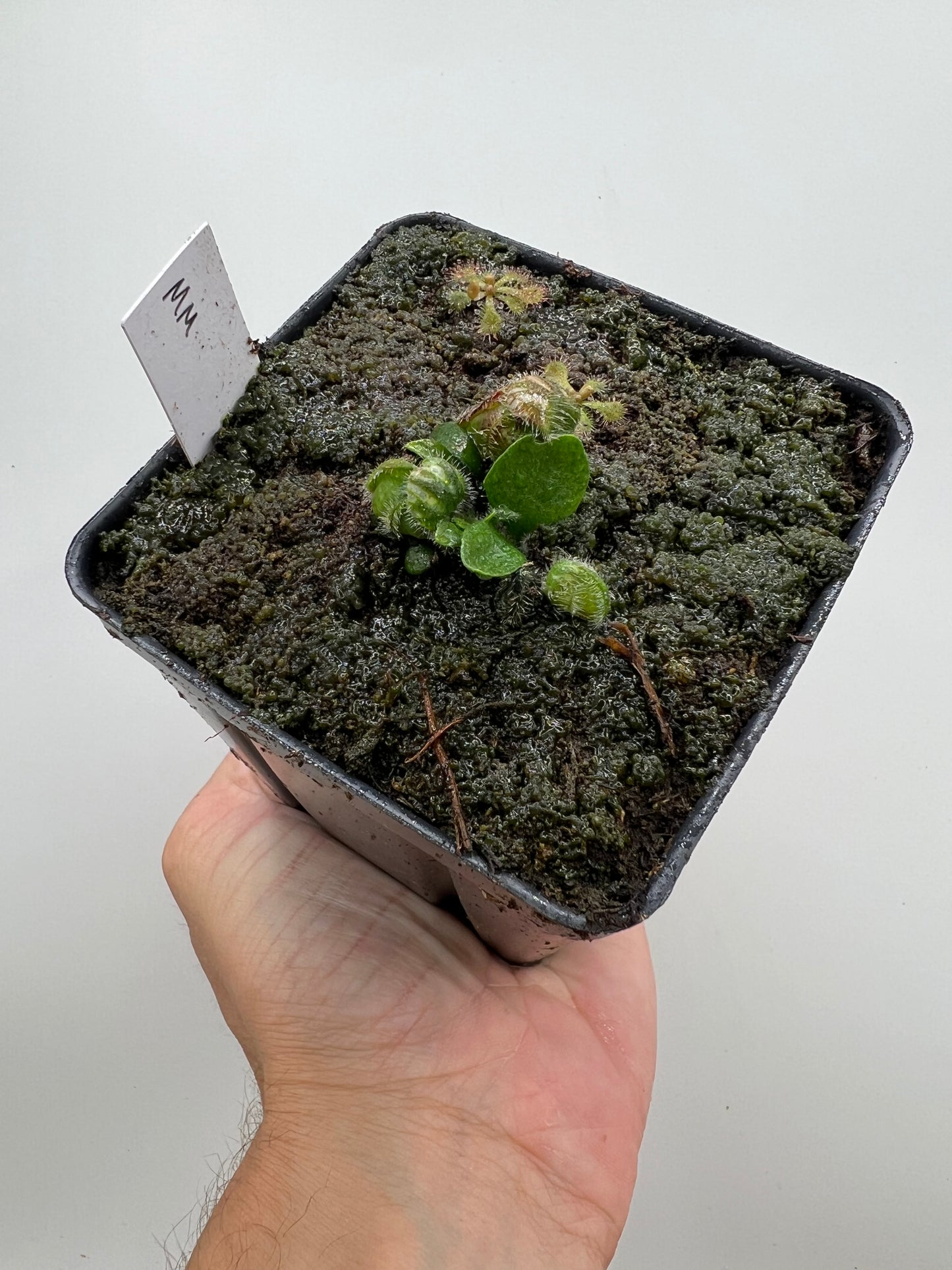 Cephalotus follicularis “Mighty Midget” - *Rare*