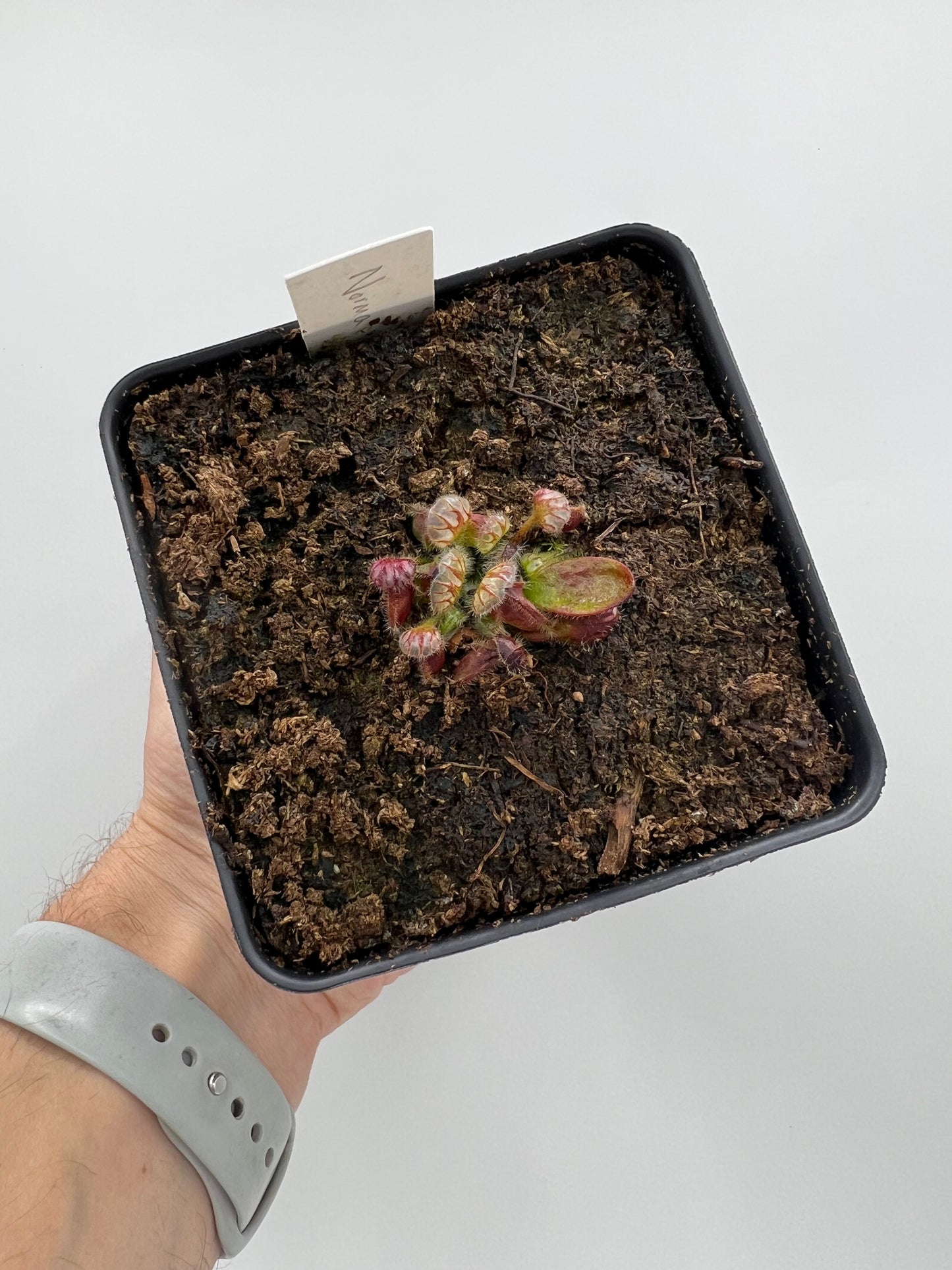 Cephalotus follicularis ”Norma”