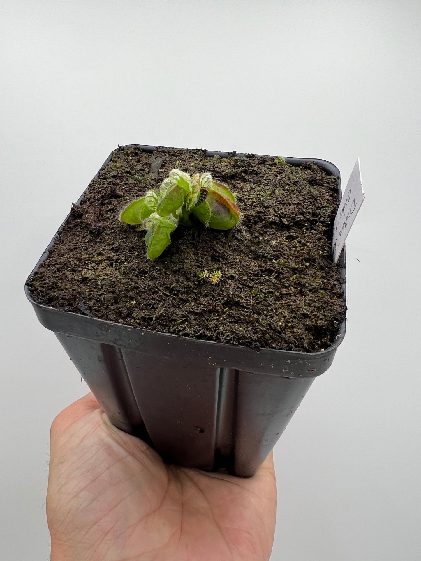 Cephalotus follicularis “Diflora giant”