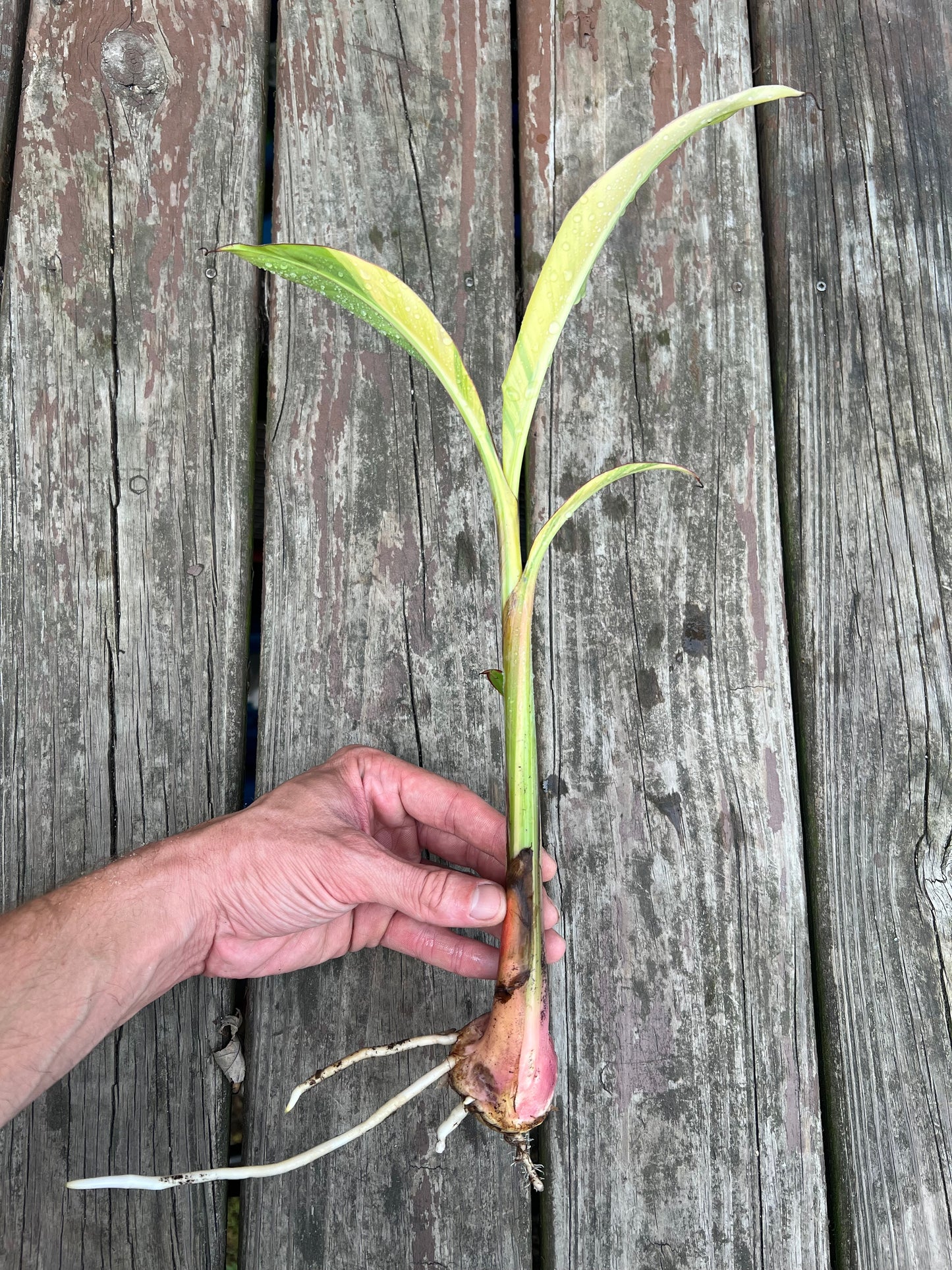 Musa acuminata ‘Papua’ - Variegated Banana *Rare*