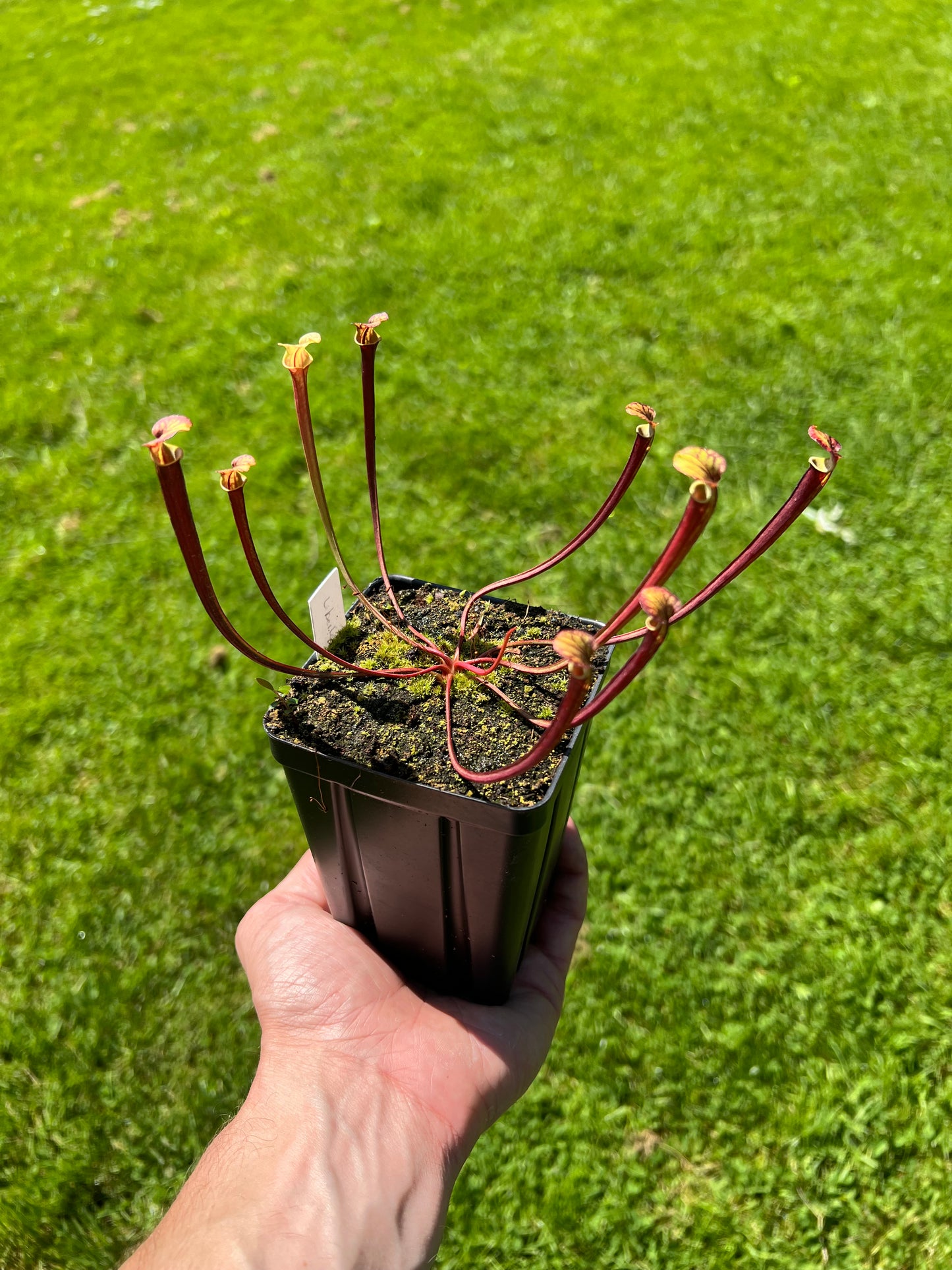 Sarracenia flava - Assorted, Seed Grown