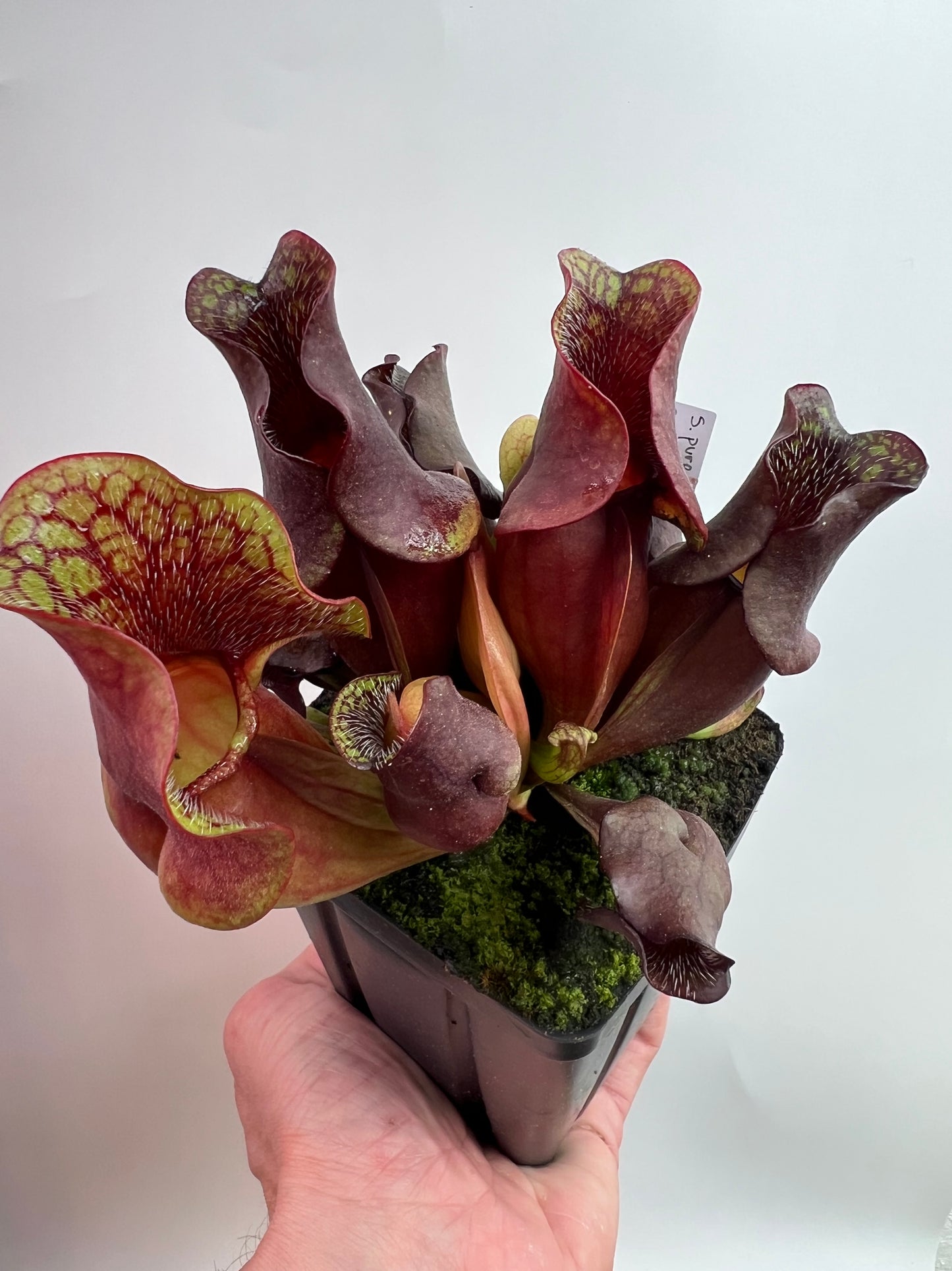 Sarracenia purpurea ssp. venosa (Brunswick Co, NC x Carteret Co, NC) - Seed Grown #2