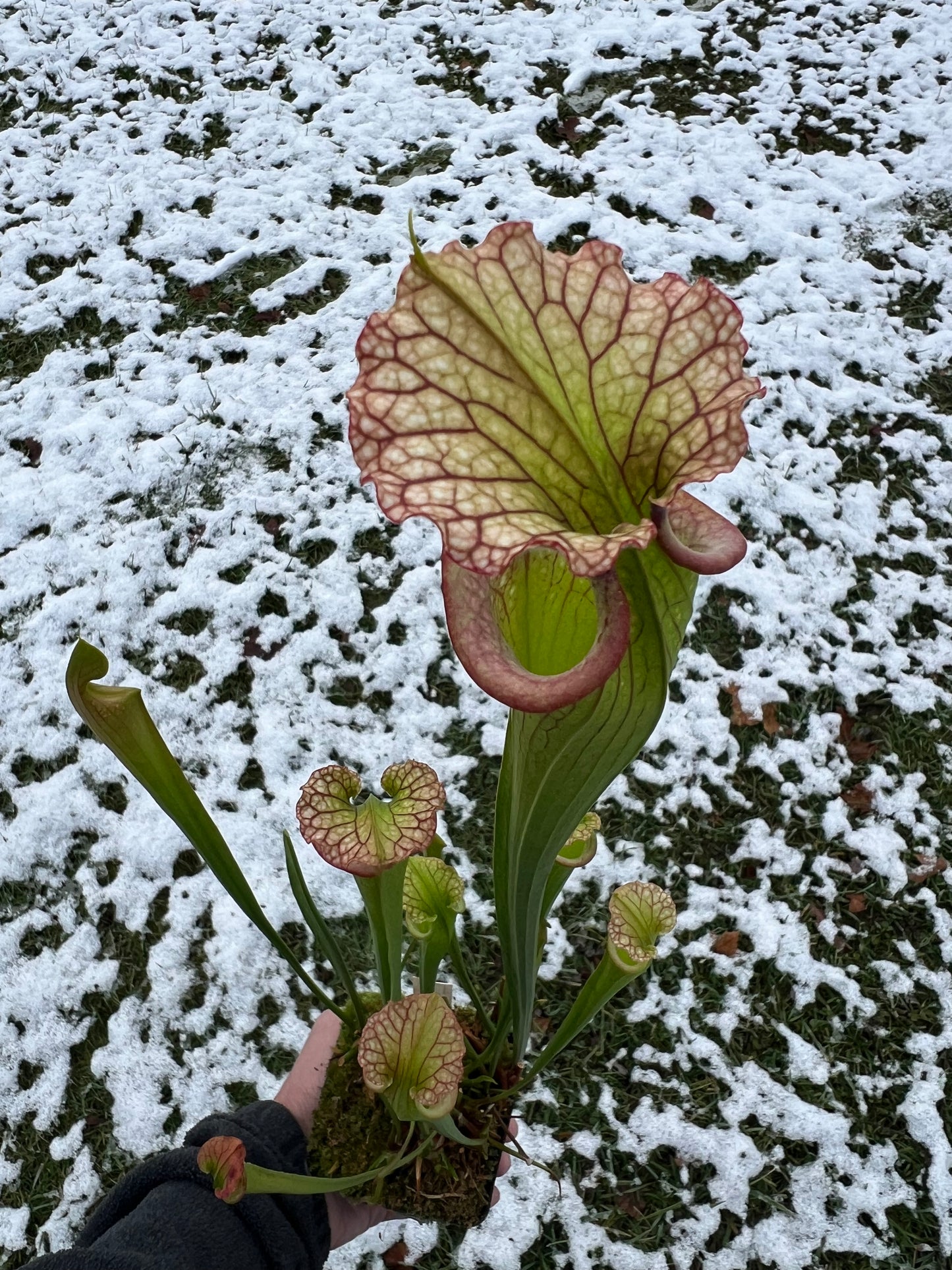 Sarracenia ‘Leah Wilkerson’ x ‘Adrian Slack’
