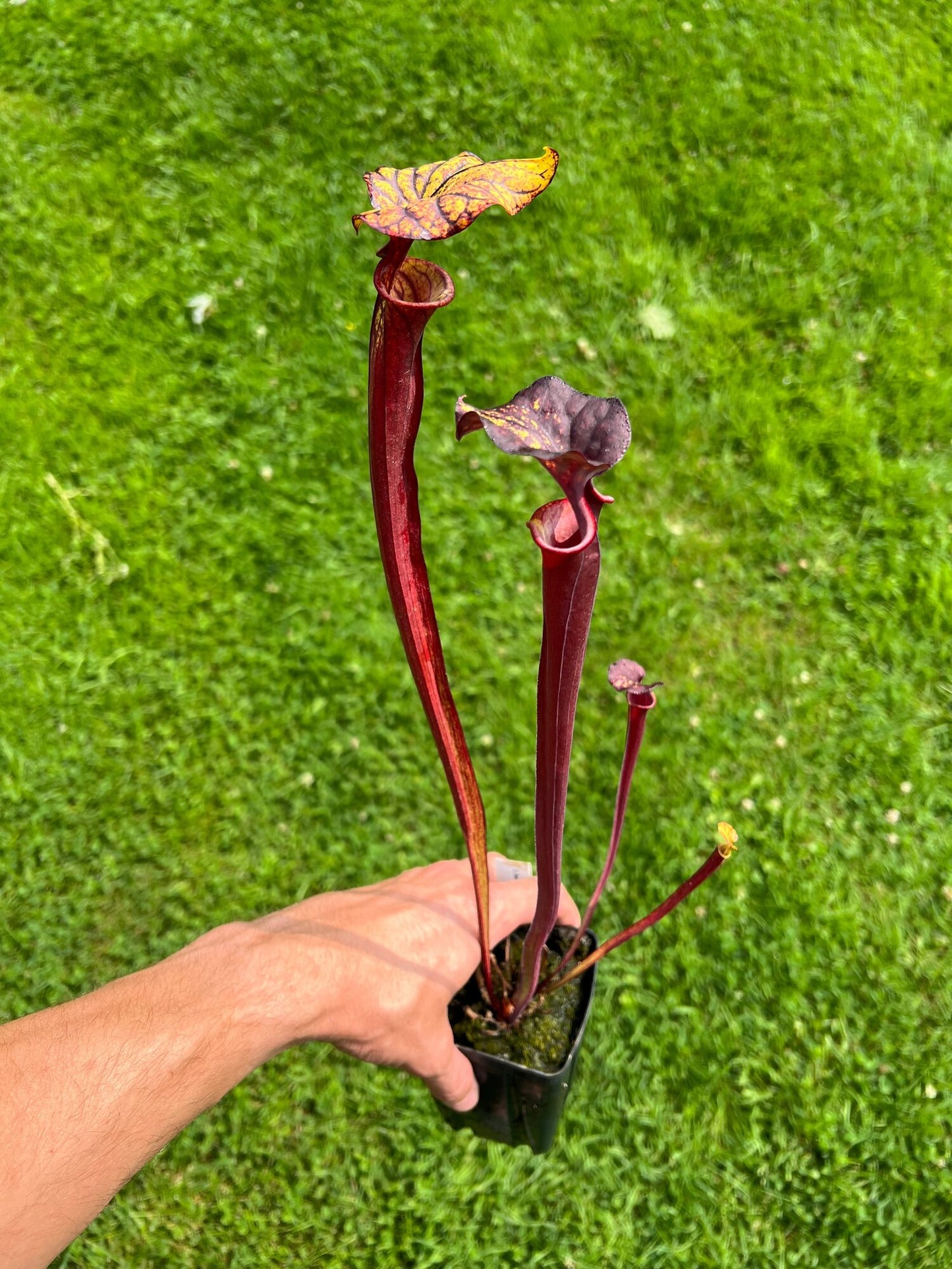 Sarracenia flava var. rubricorpora (N. Liberty Co, FL)