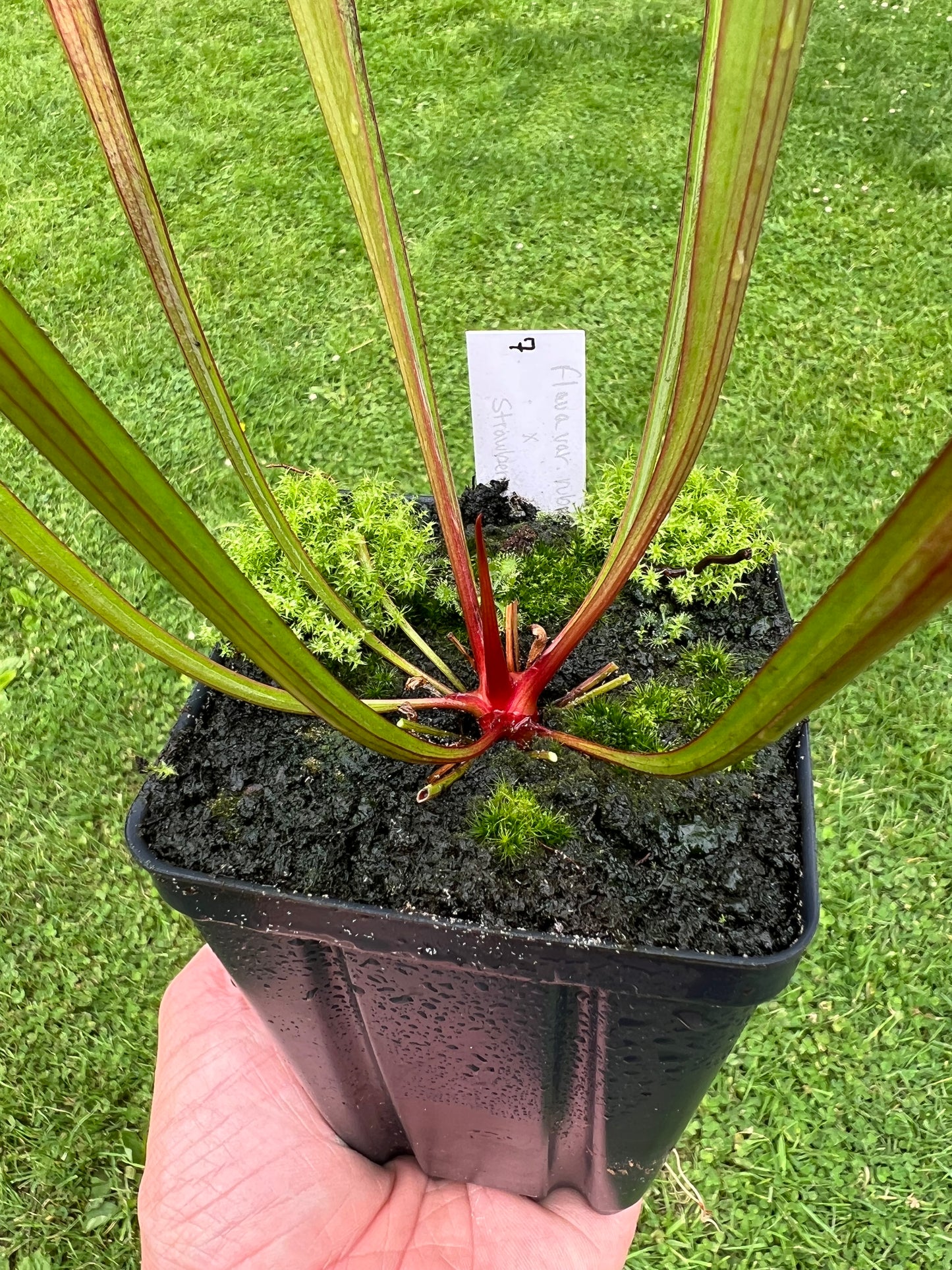Sarracenia flava var. rubricorpora x “Strawberry Milkshake” - Seed Grown #7