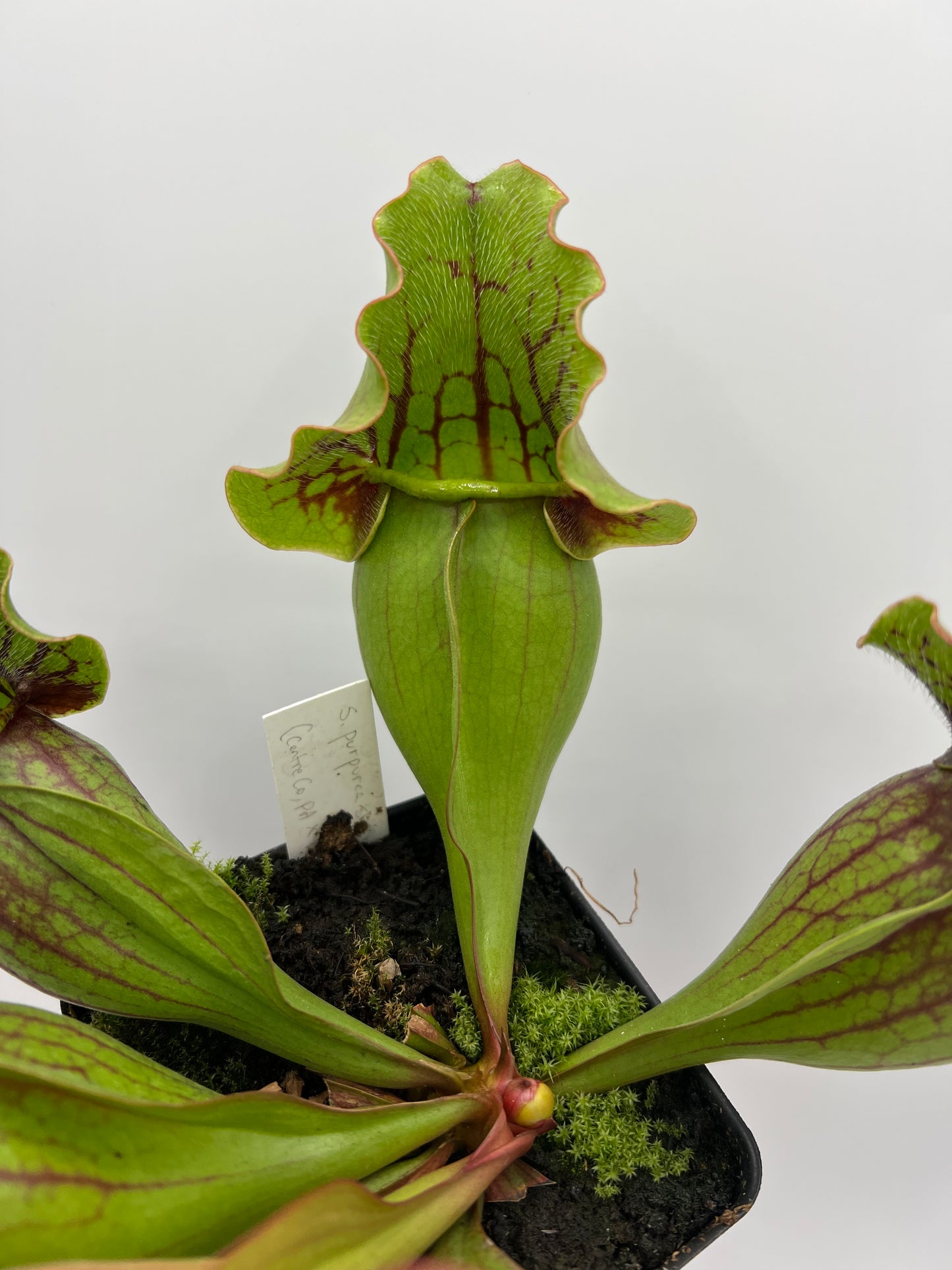 Sarracenia purpurea ssp. purpurea (Centre Co, PA) x (Bruce Co, ON CA) - XL