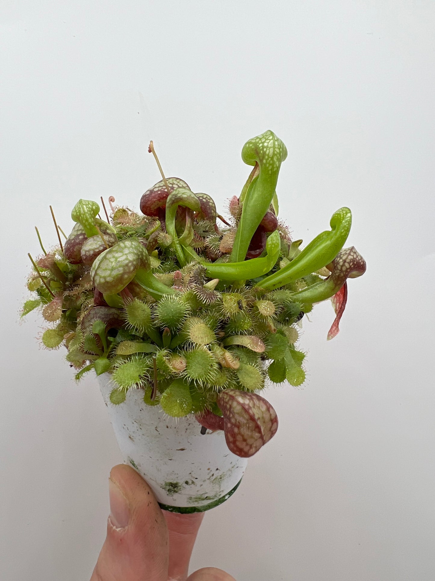 Darlingtonia californica (Cobra Pitcher Plant) - Seed Grown #172