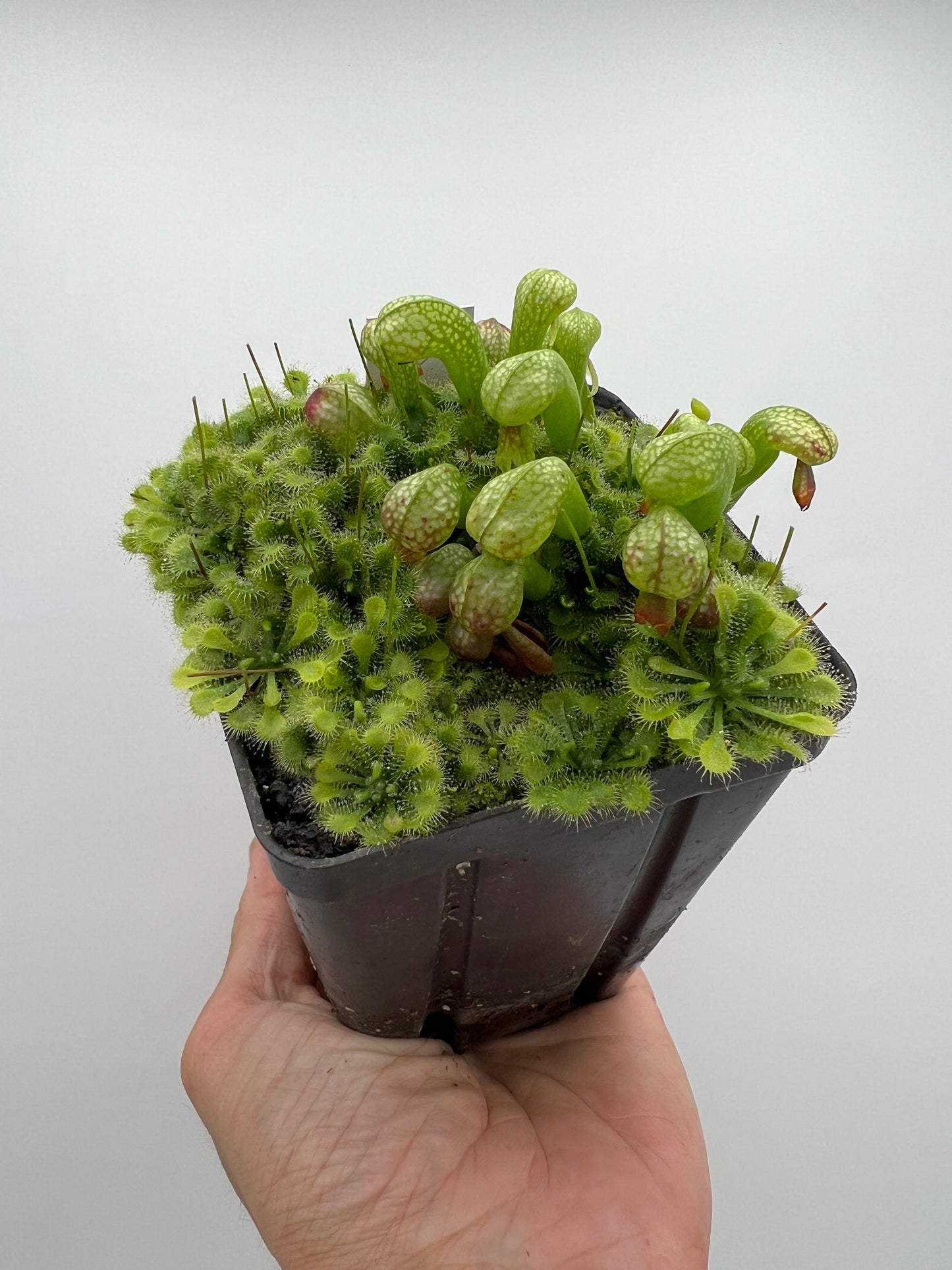 Darlingtonia californica (Cobra Pitcher Plant) - Seed Grown #200