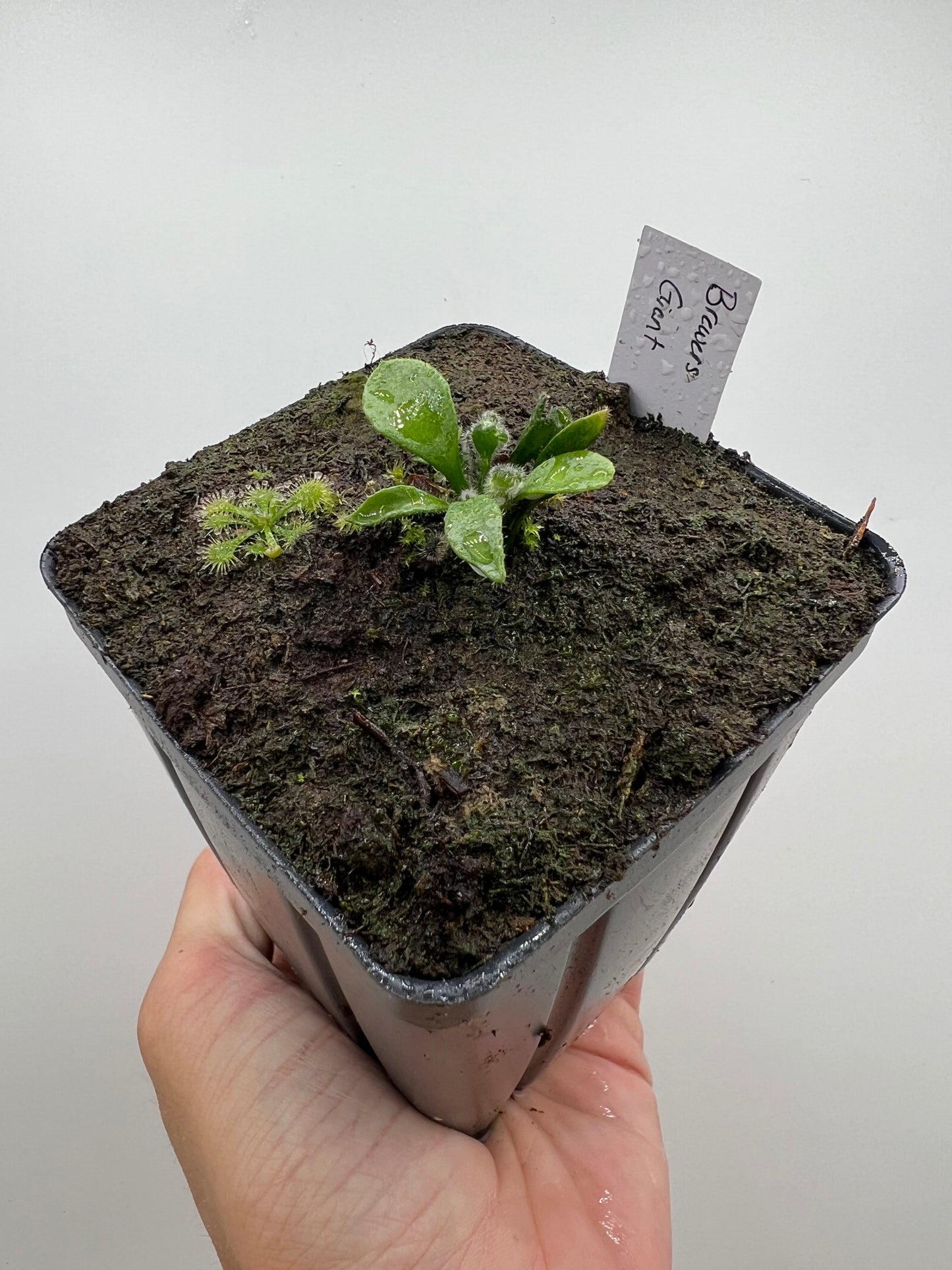 Cephalotus follicularis “Brewers Giant”
