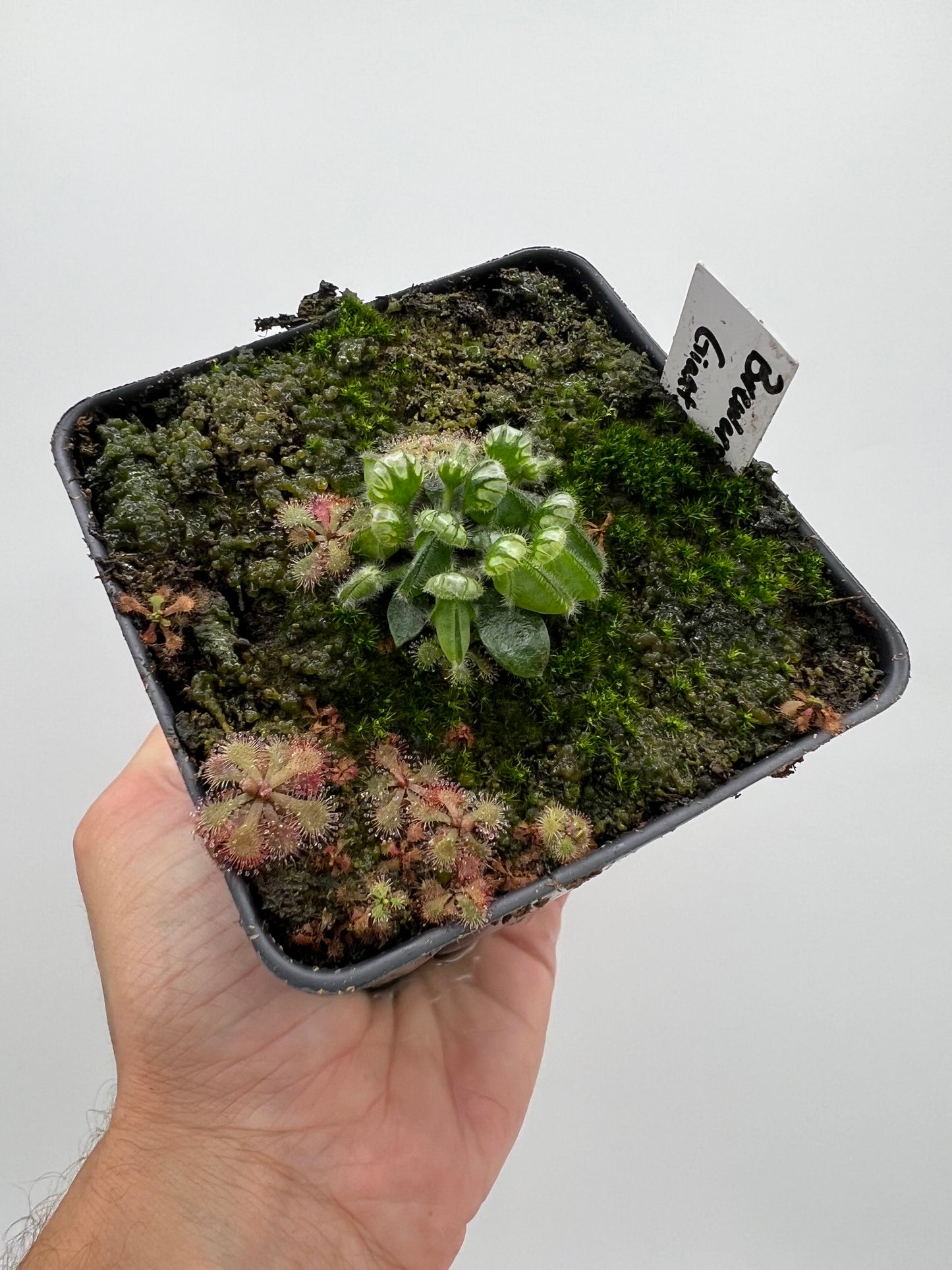 Cephalotus follicularis “Brewers Giant”