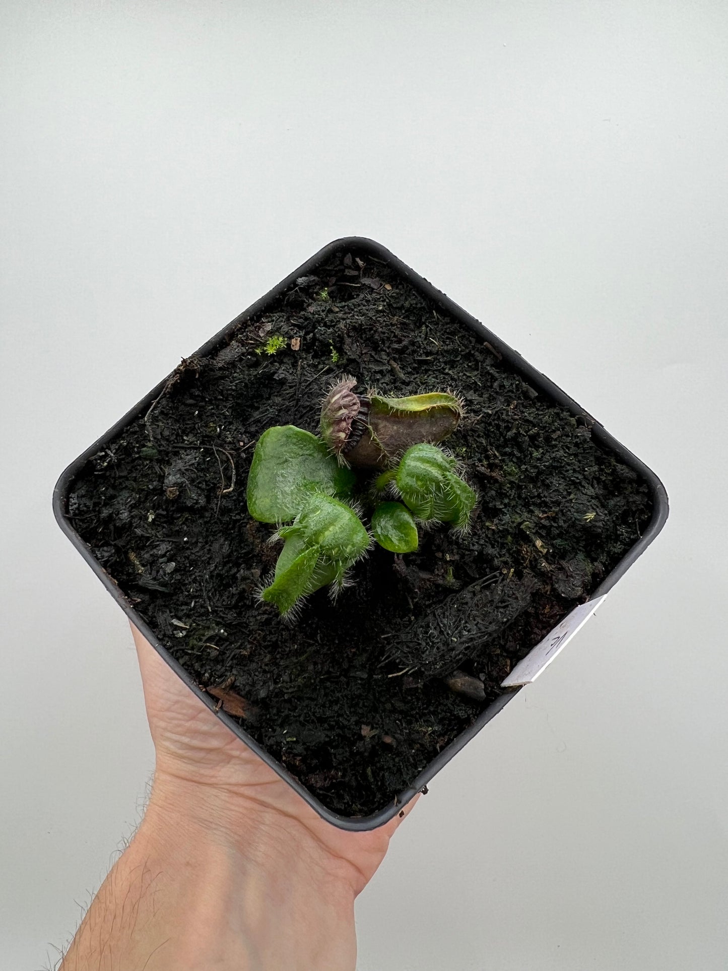 Cephalotus follicularis “Vigorous Clumping” - Stephen Morley