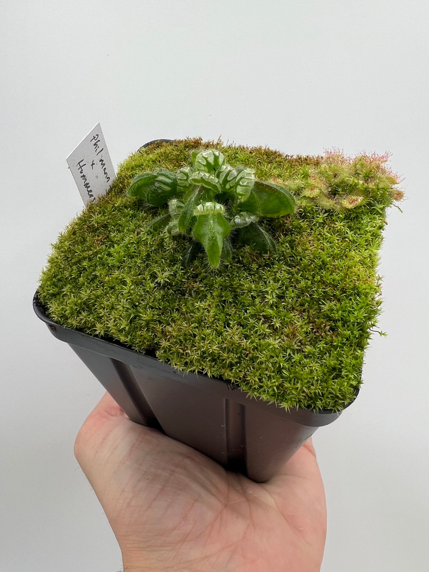 Cephalotus follicularis “Phil Mann” x “Hummers Giant”