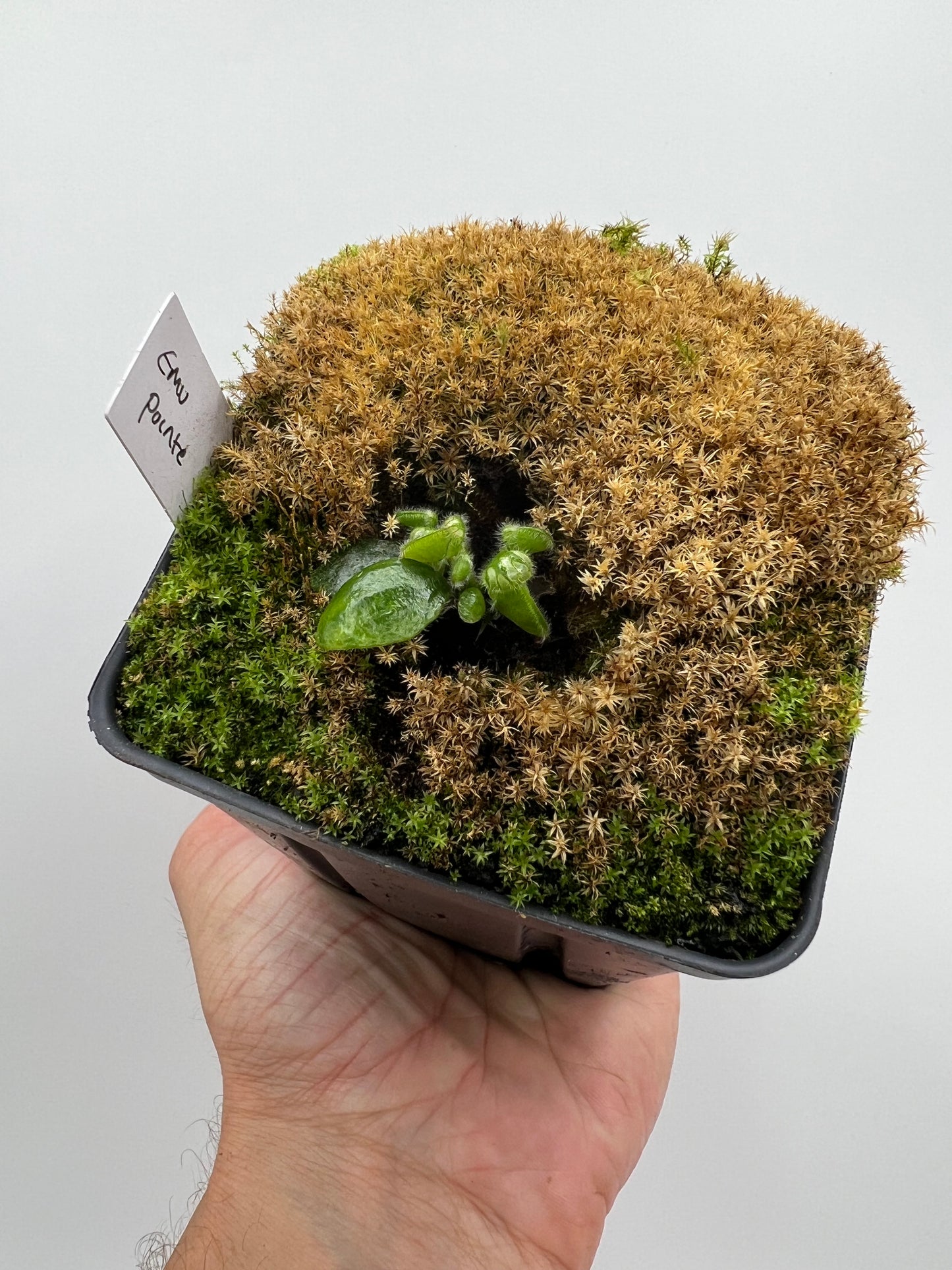 Cephalotus follicularis “Emu Pointe”