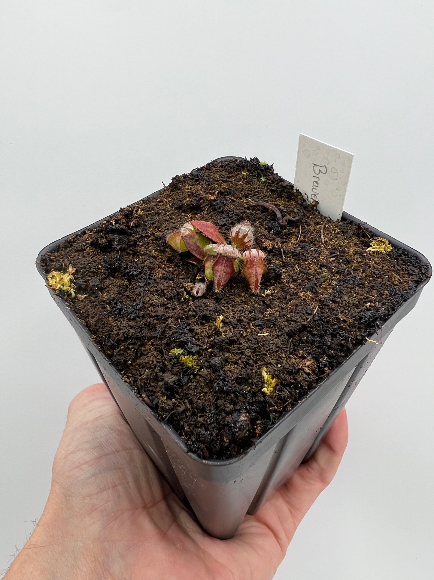 Cephalotus follicularis “Brewers Giant”