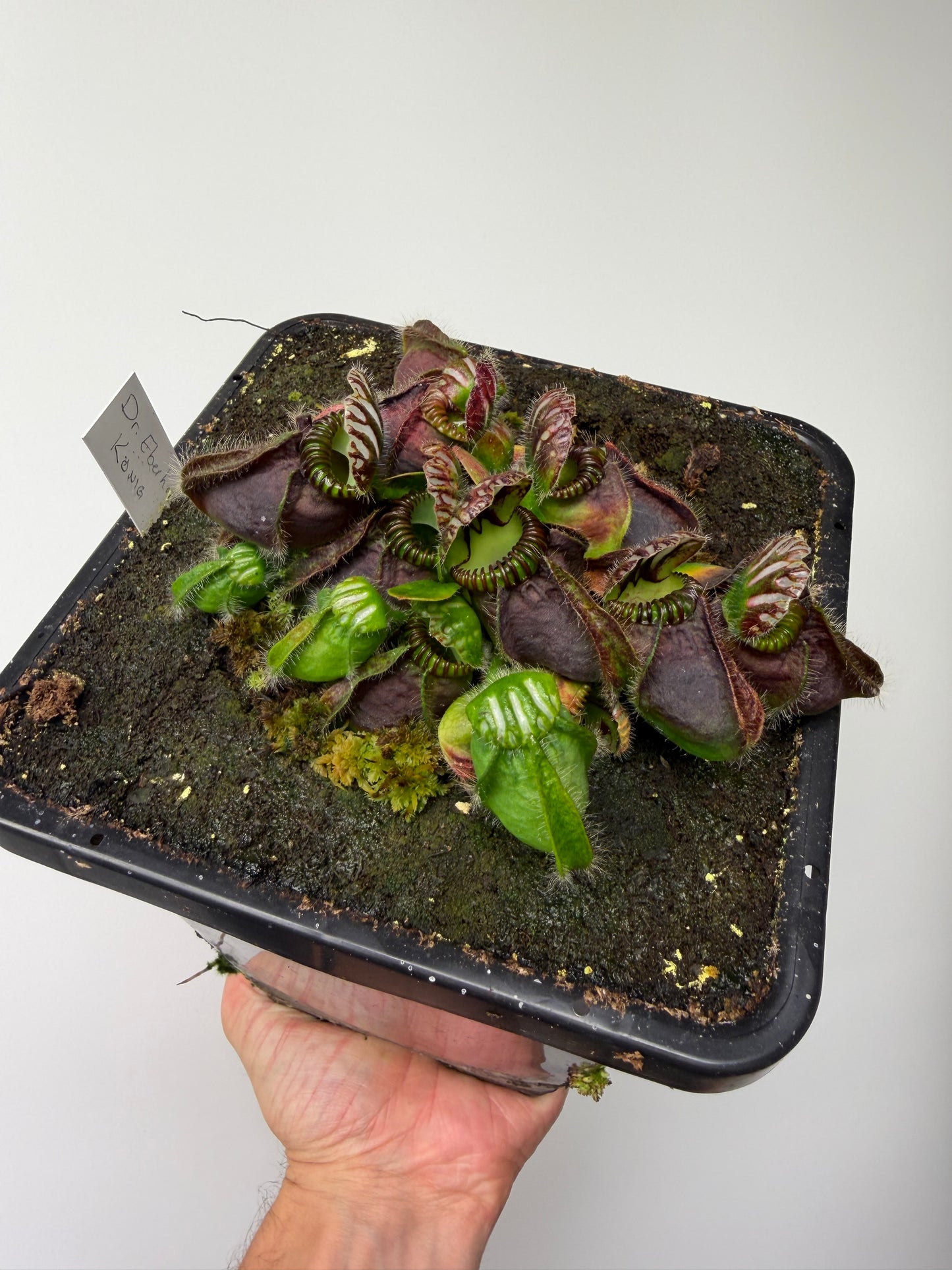 Cephalotus follicularis “Dr. Eberhard König” - 1 Gallon