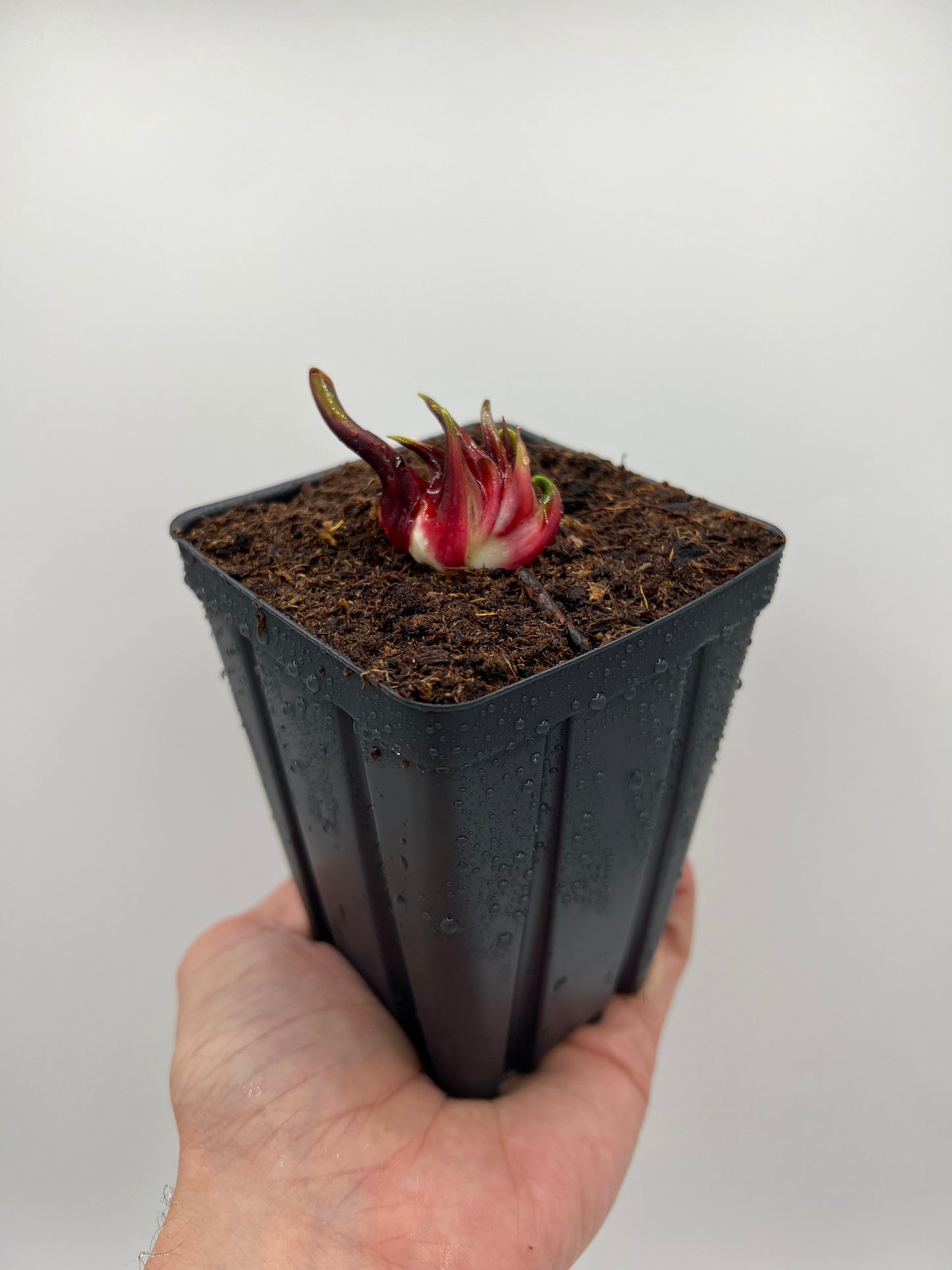 Sarracenia leucophylla “Hurricane Creek White” (Clone F), Potted Division