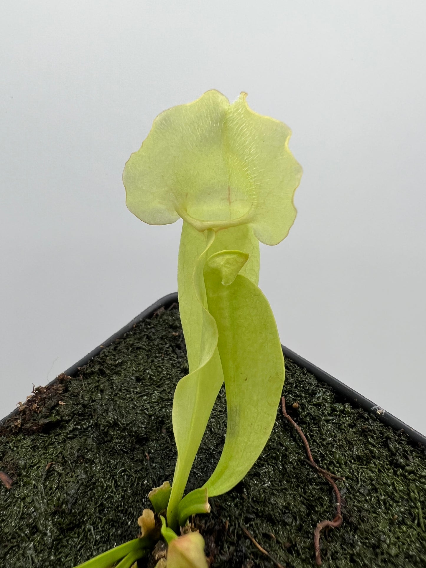 Sarracenia purpurea ssp. venosa “White Ghost” - Araflora