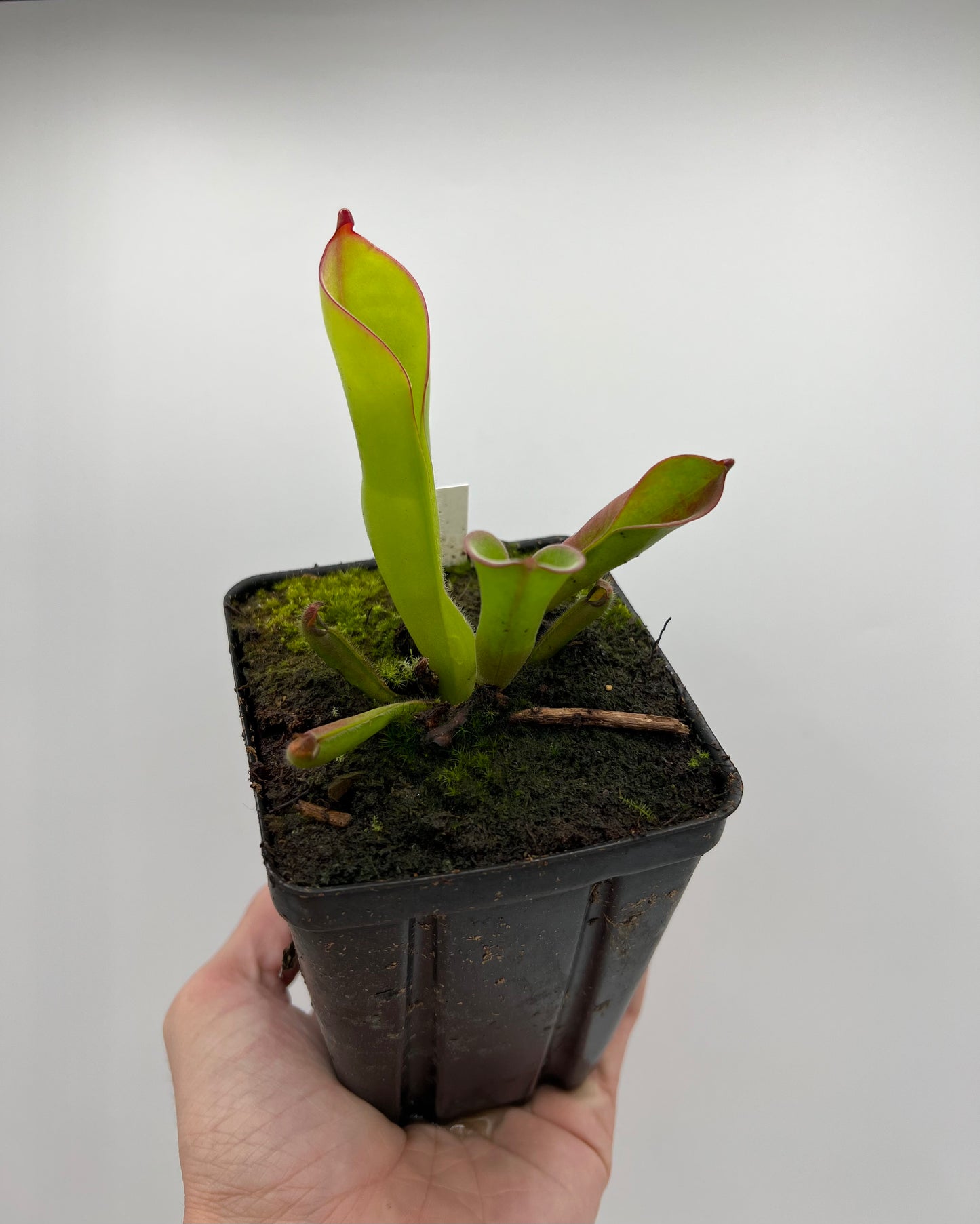 Heliamphora tatei x folliculata (California Carnivores clone)