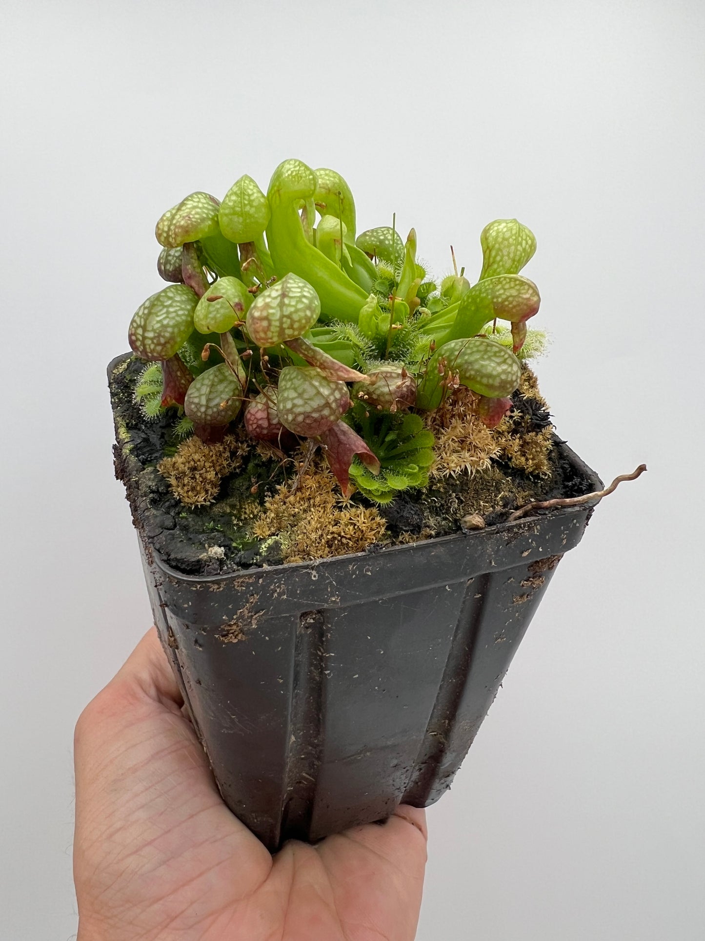 Darlingtonia californica (Cobra Pitcher Plant) - Seed Grown #196