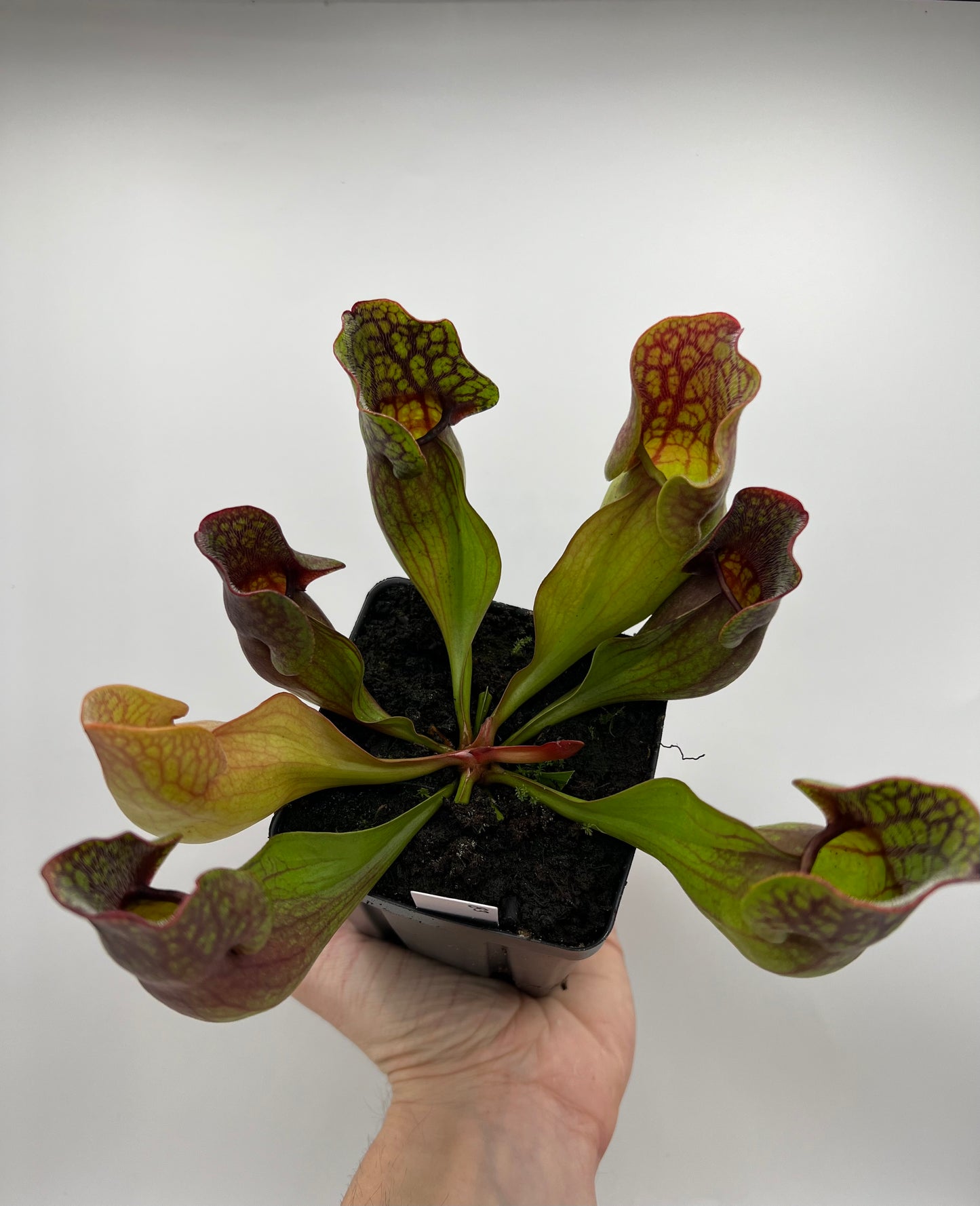 Sarracenia purpurea ssp. purpurea (Centre Co, PA) - Seed Grown #83