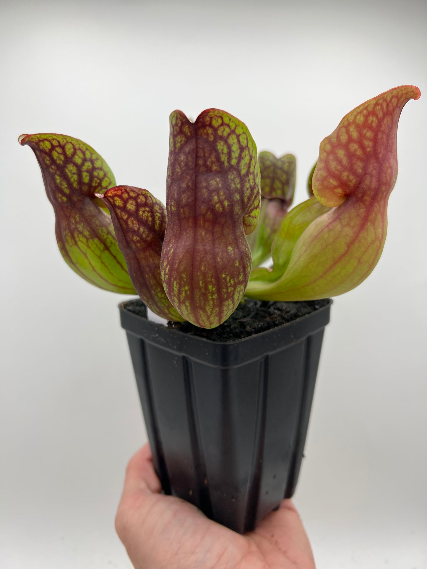 Sarracenia purpurea ssp. purpurea (Centre Co, PA) - Seed Grown #96