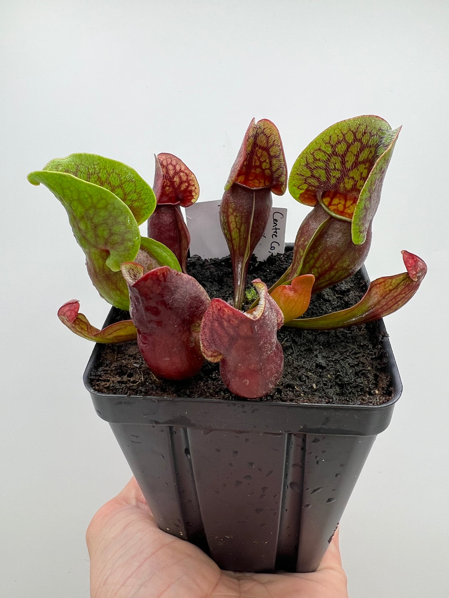 Sarracenia purpurea ssp. purpurea (Centre Co, PA) x (Ocean Co, NJ) - Seed Grown #17