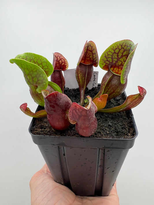 Sarracenia purpurea ssp. purpurea (Centre Co, PA) x (Ocean Co, NJ) - Seed Grown #17