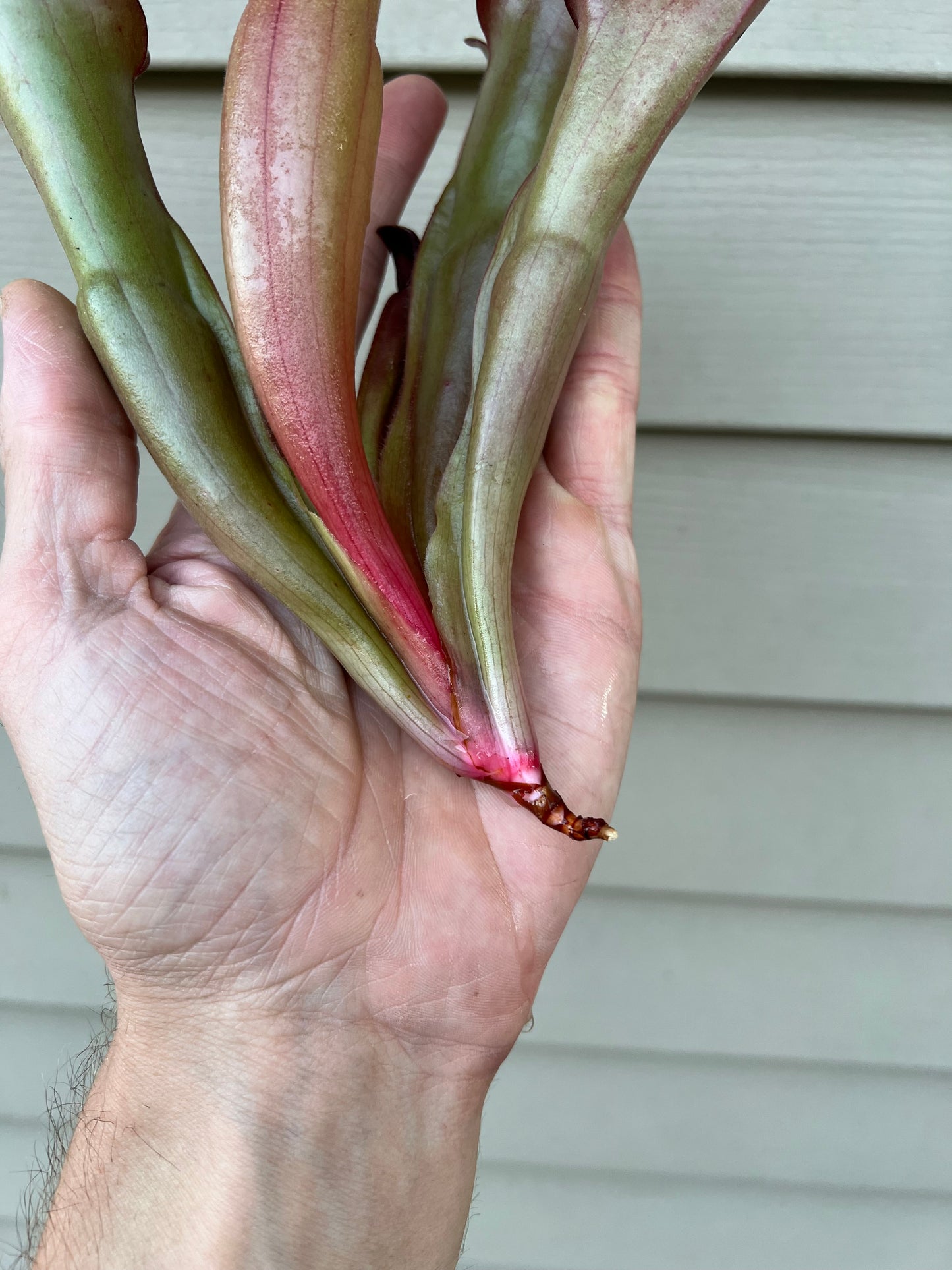 Heliamphora “Nutans Giant” x (tatei x folliculata) SG 8.14.19 LC1 - Division D