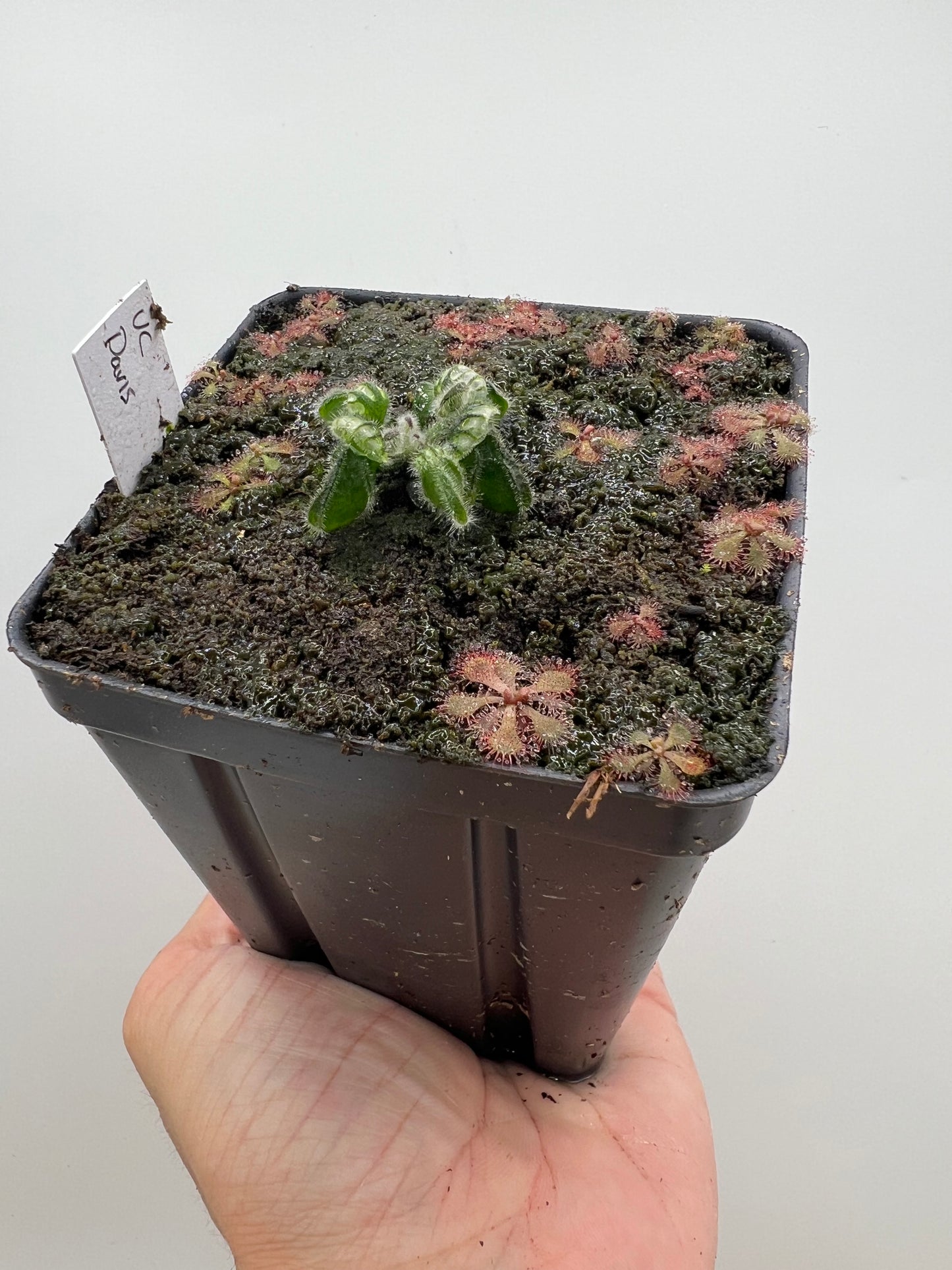 Cephalotus follicularis “UC Davis”