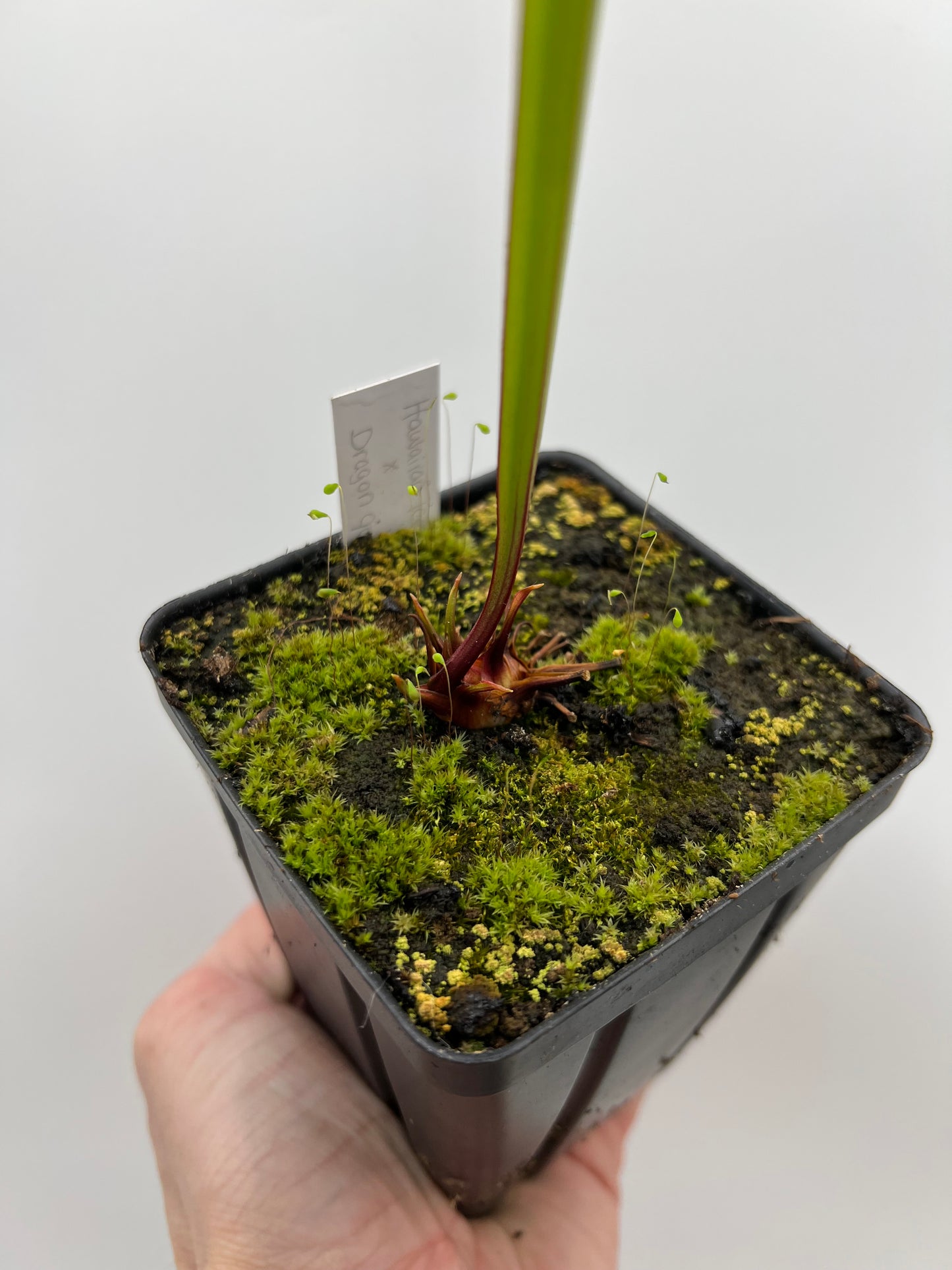 Sarracenia “Hawaiian Ice” x ‘Dragon Queen’ - Seed Grown #7