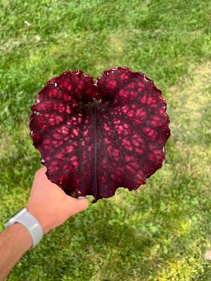 Sarracenia “Hawaiian Ice” x ‘Adrian Slack’