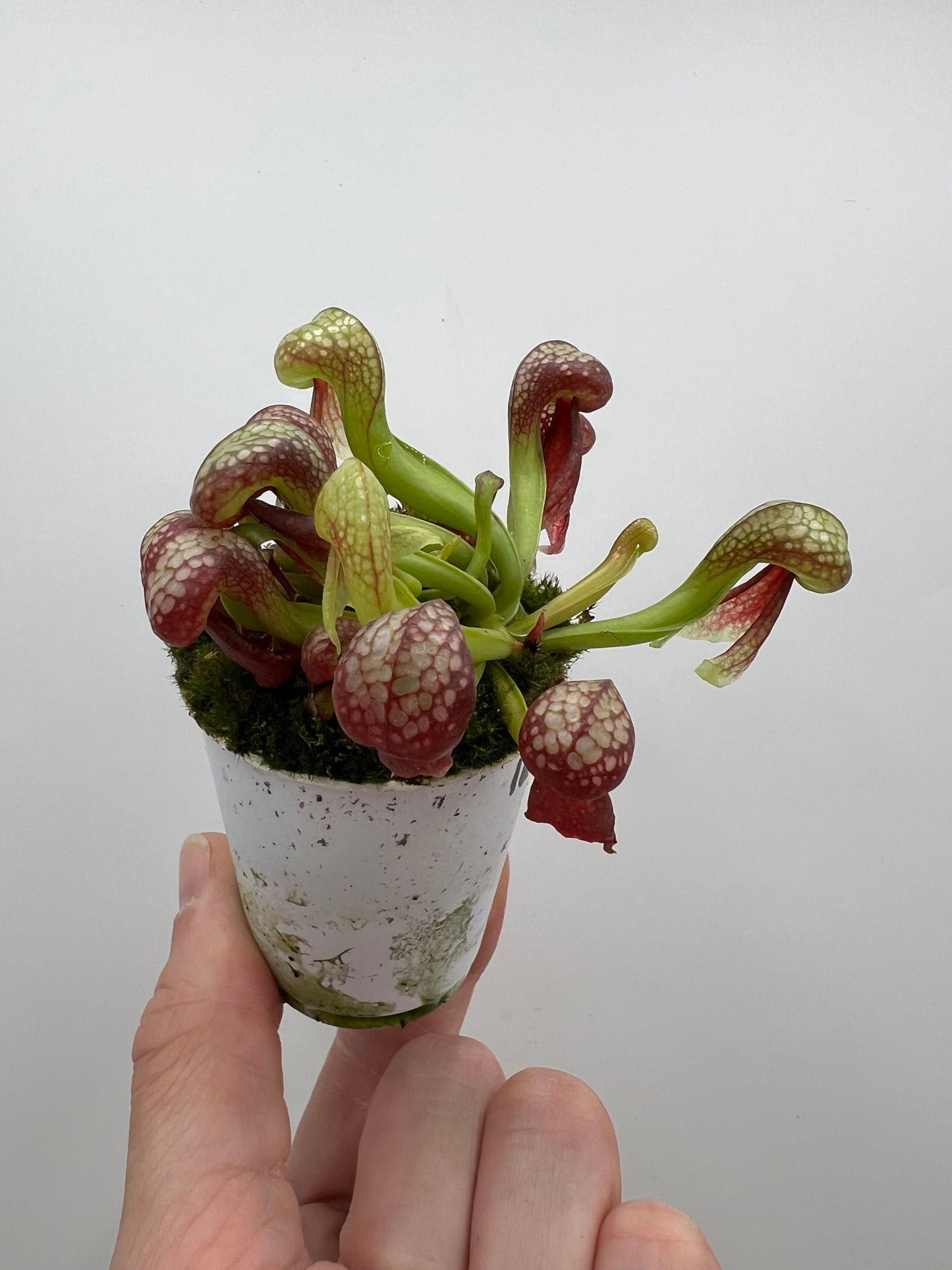 Darlingtonia californica (Cobra Pitcher Plant) - Seed Grown #160